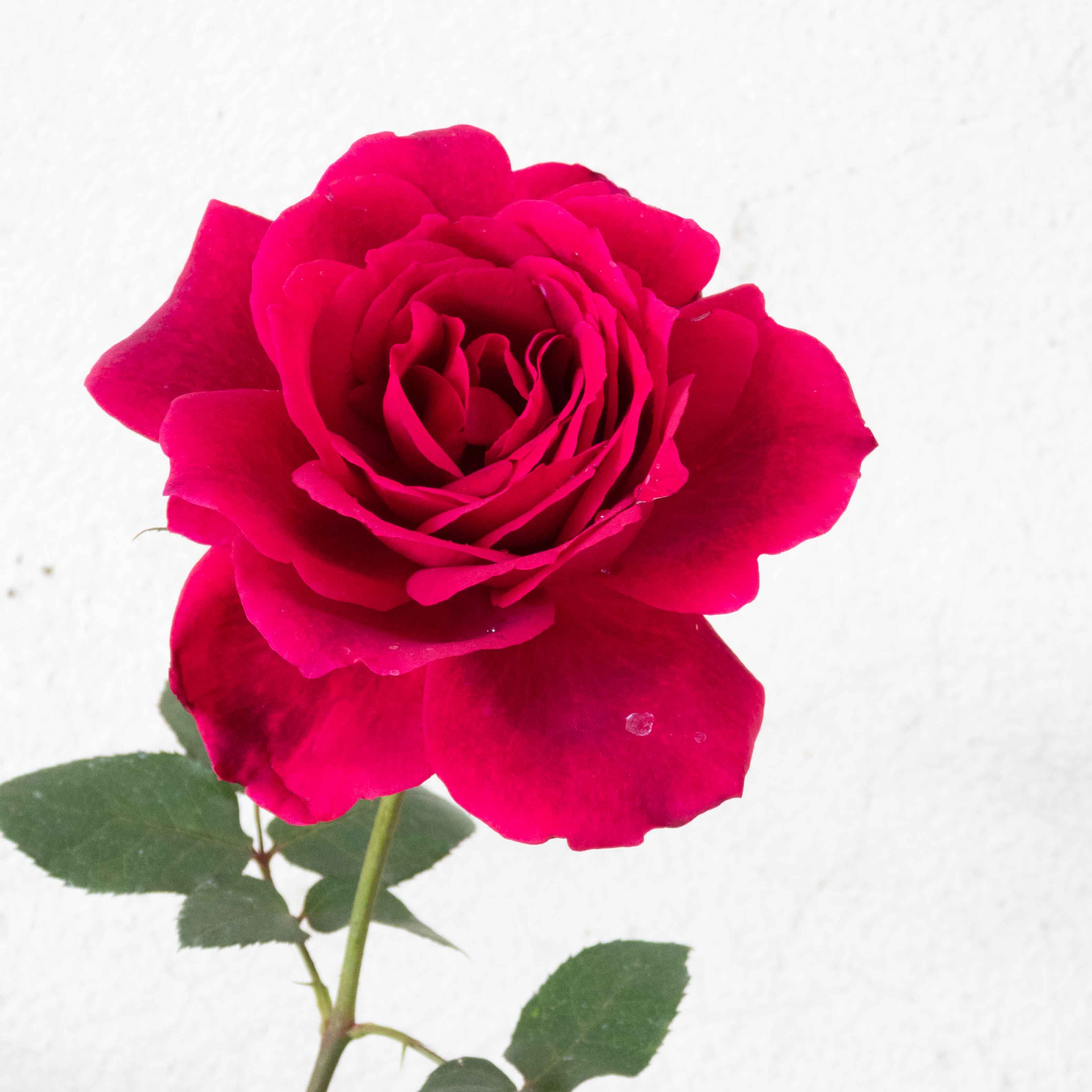 ROSAL