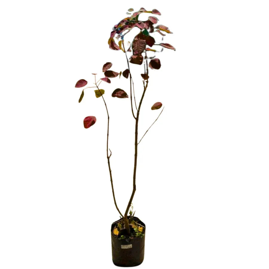 ARBOL SANGRE LIBANESA CHICA - Vivero Yañez 
