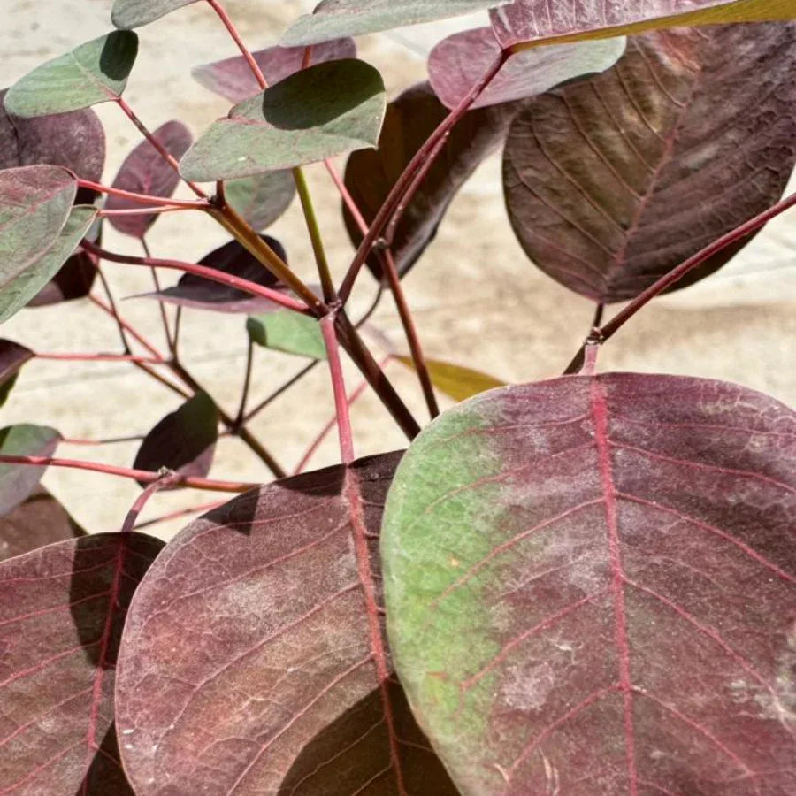 ARBOL SANGRE LIBANESA CHICA - Vivero Yañez 