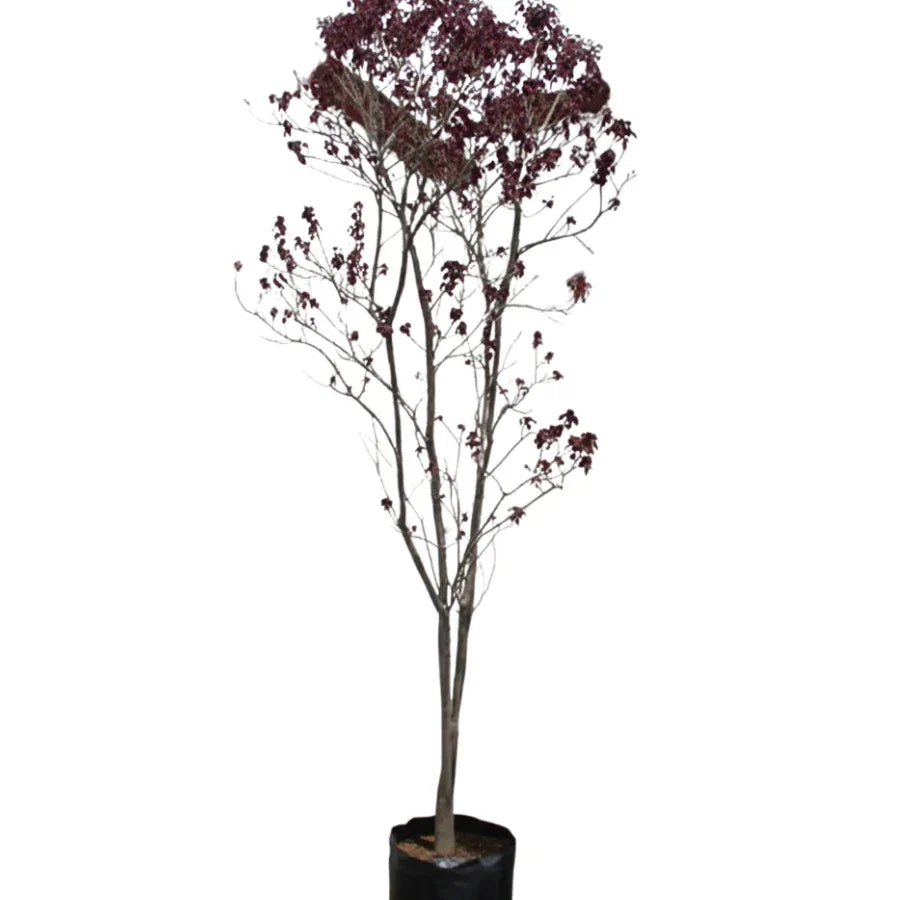 ARBOL SANGRE LIBANESA GRANDE - Vivero Yañez 