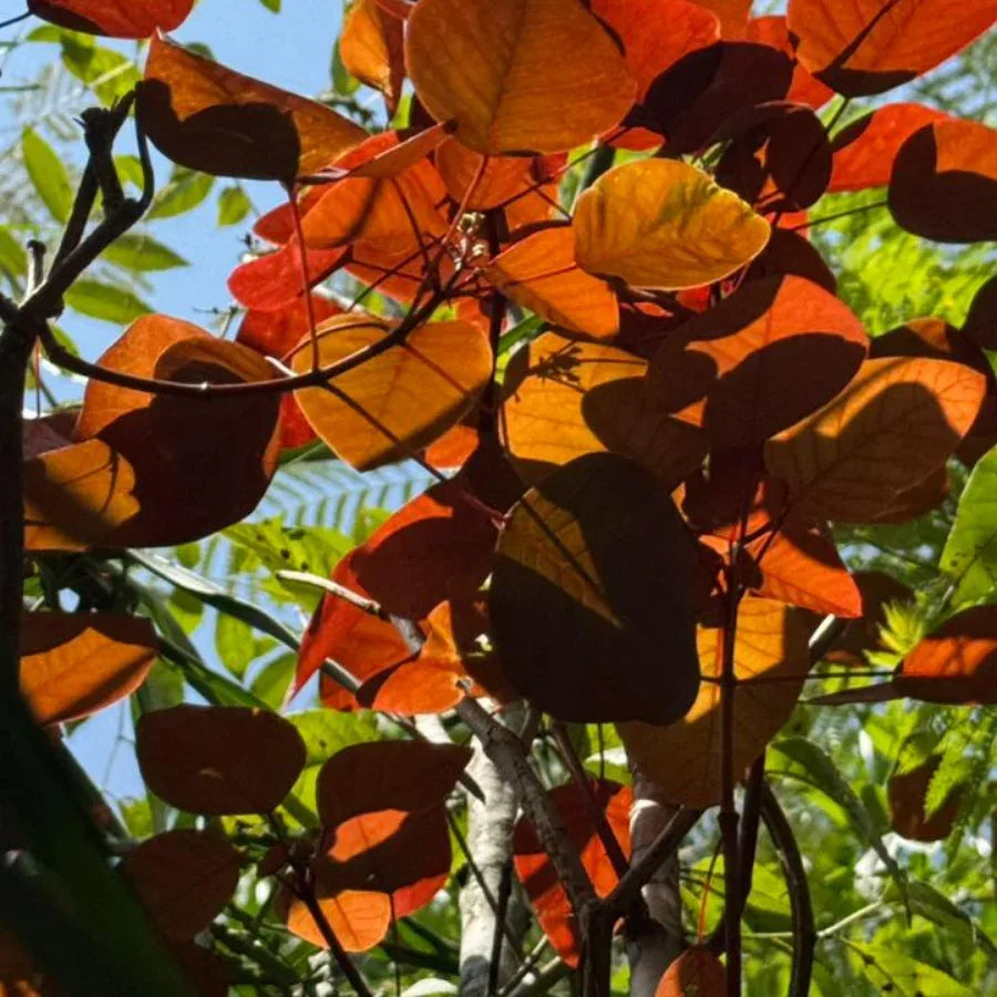 ARBOL SANGRE LIBANESA GRANDE - Vivero Yañez 