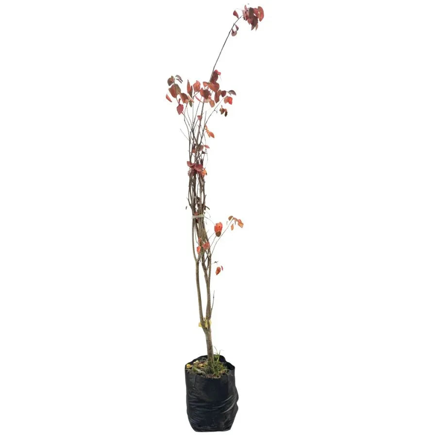 ARBOL SANGRE LIBANESA MEDIANA - Vivero Yañez 