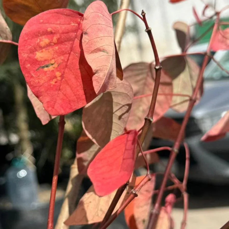 ARBOL SANGRE LIBANESA MEDIANA - Vivero Yañez 
