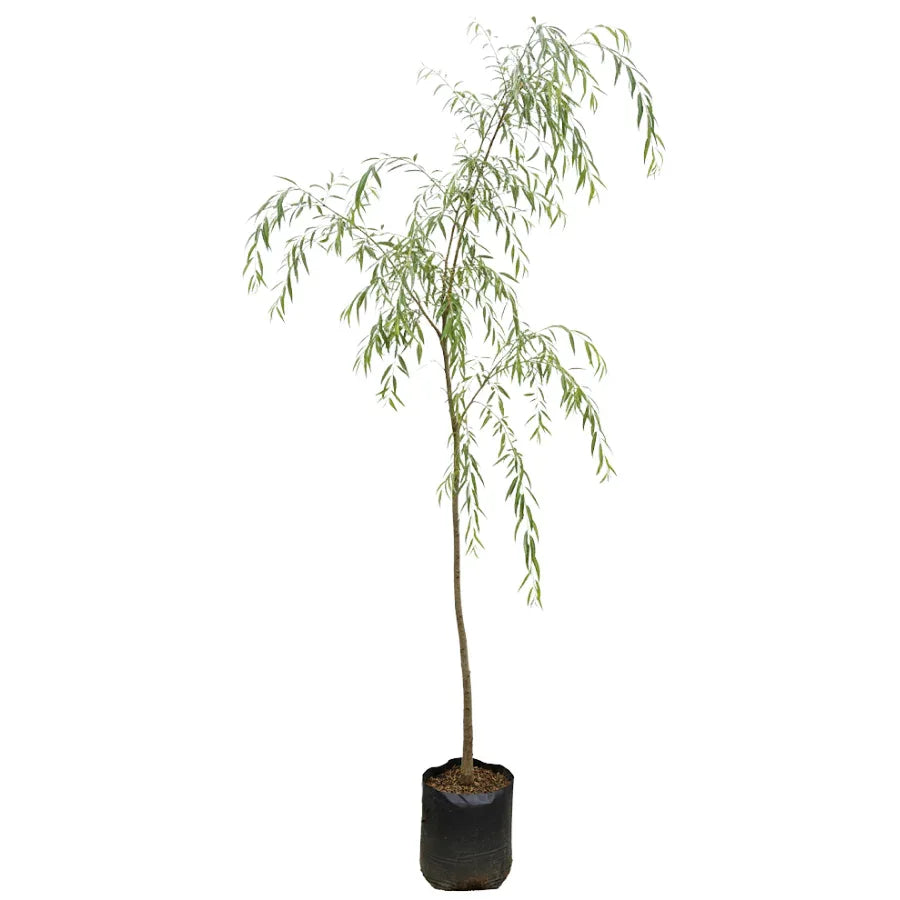 ARBOL SAUCE LLORON - Vivero Yañez 
