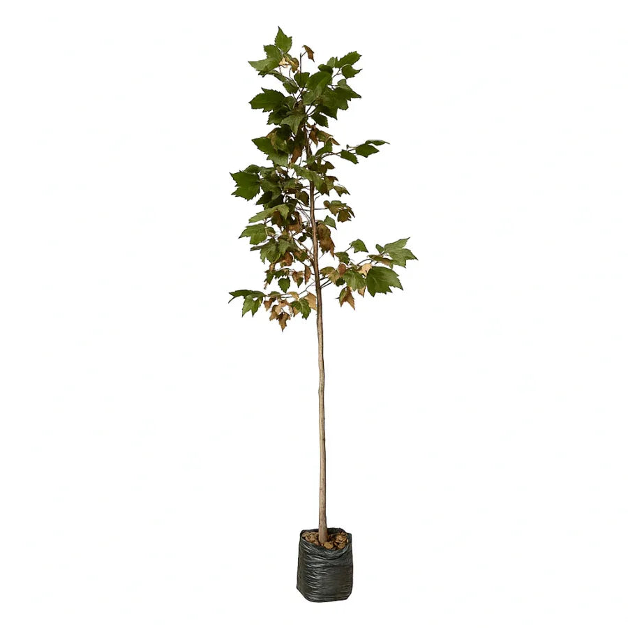 ARBOL SICOMORO CHICO - Vivero Yañez 