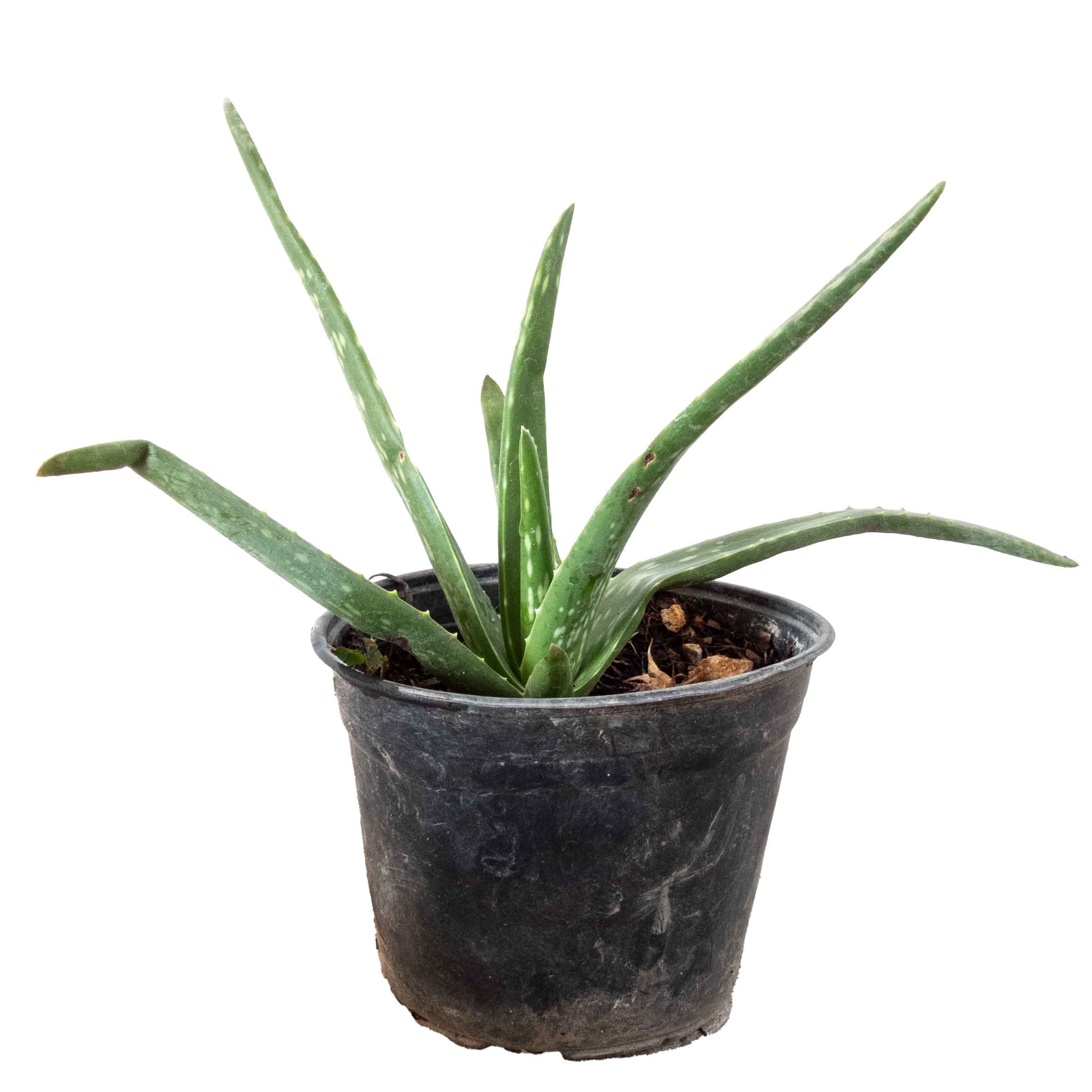 SABILA CHICO (ALOE VERA)