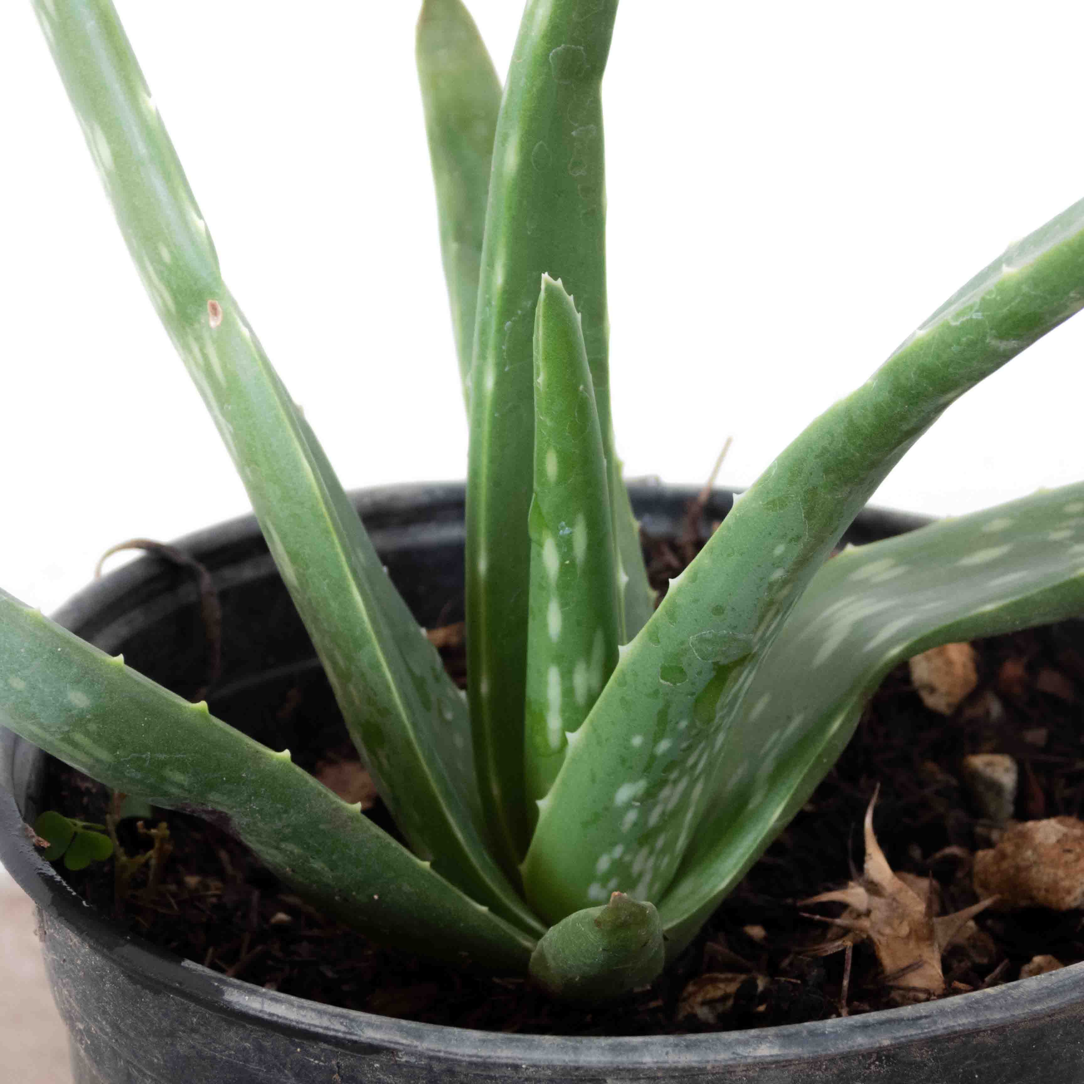 SABILA CHICO (ALOE VERA)