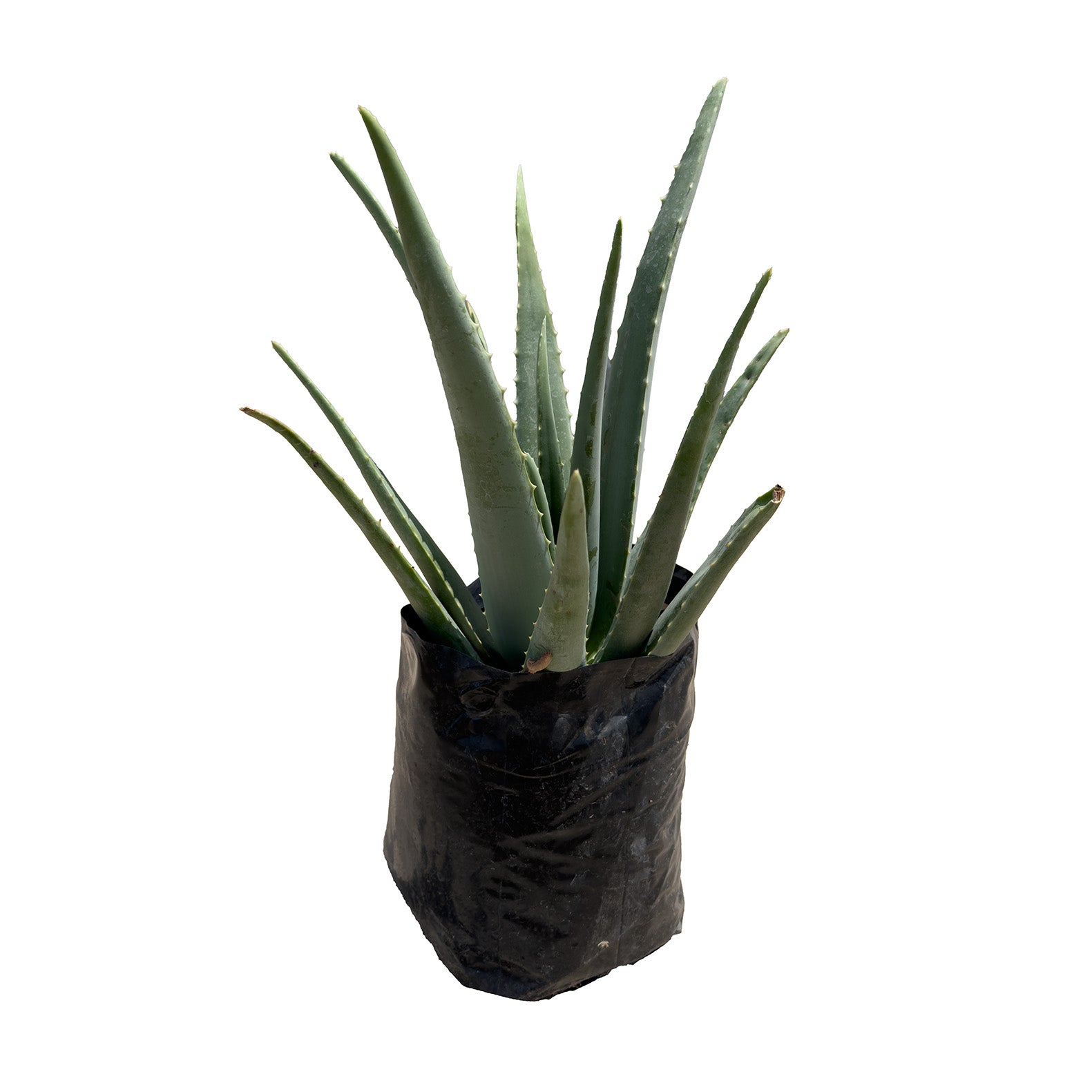SABILA GRANDE (ALOE VERA)