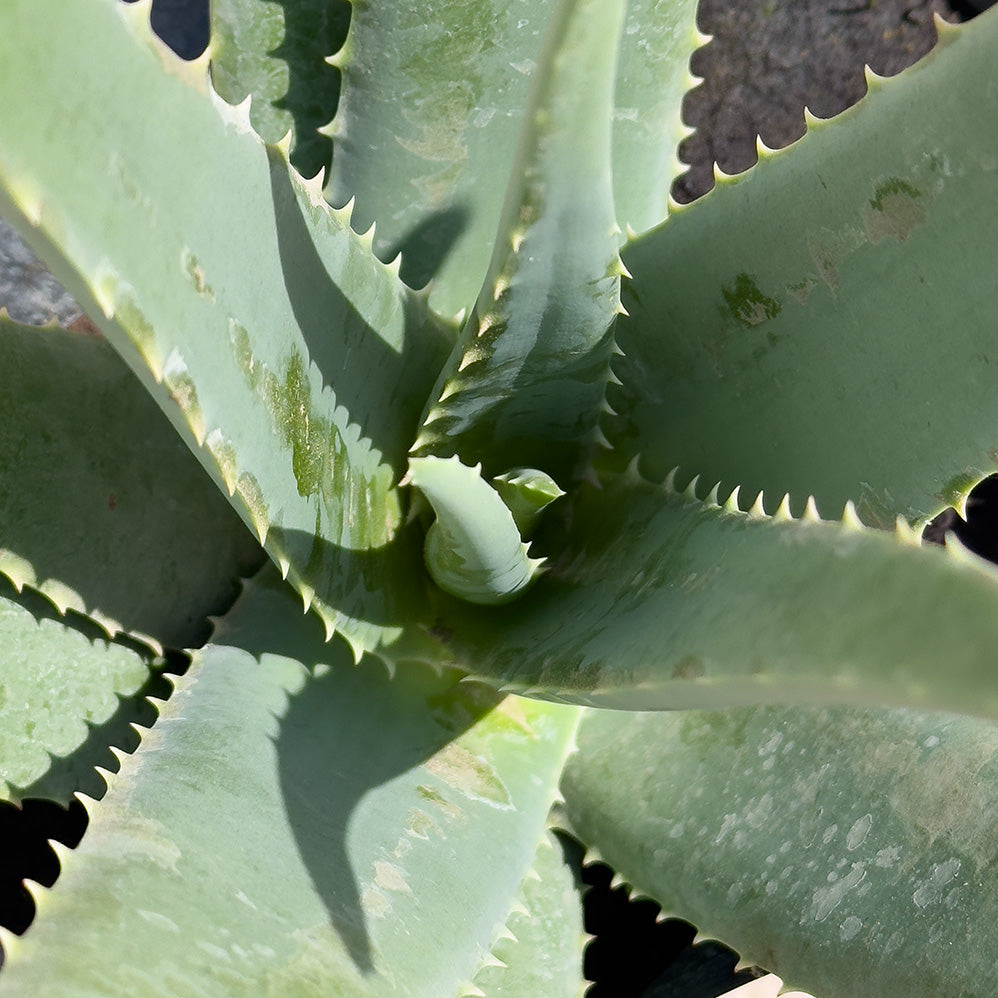 SABILA GRANDE (ALOE VERA)