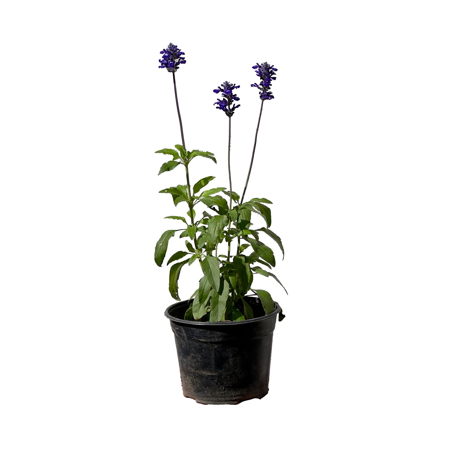 SALVIA AZUL