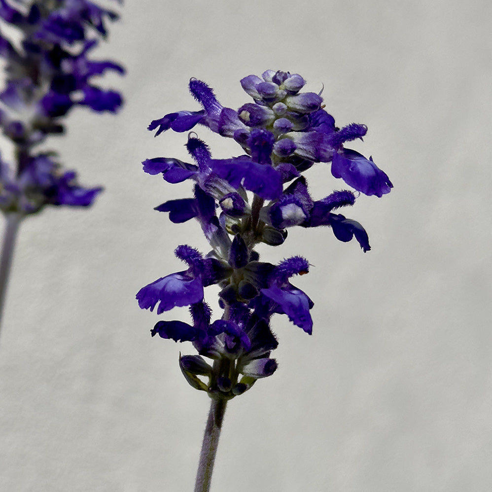 SALVIA AZUL