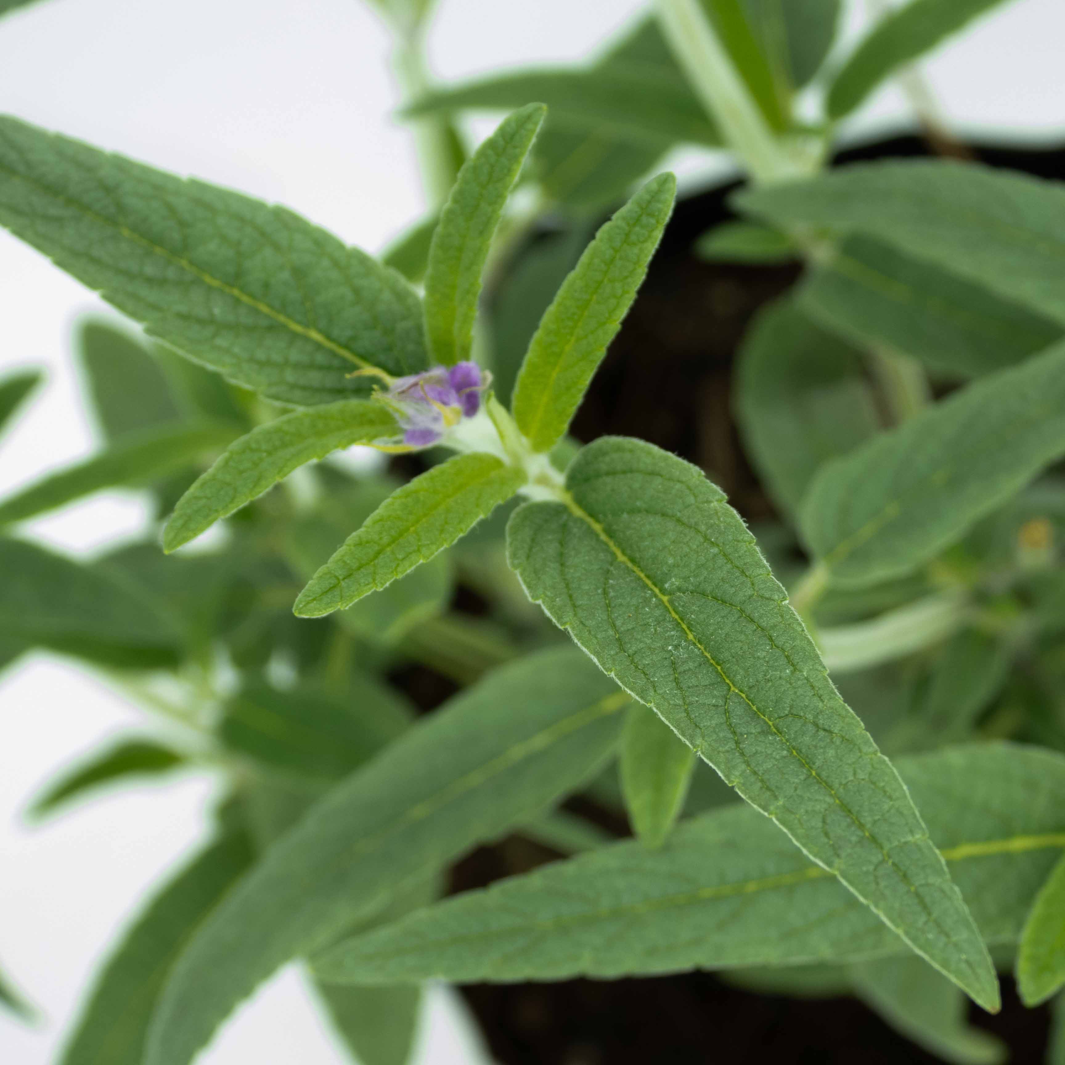 SALVIA CORDON DE JESUS (SAN FRANCISCO)