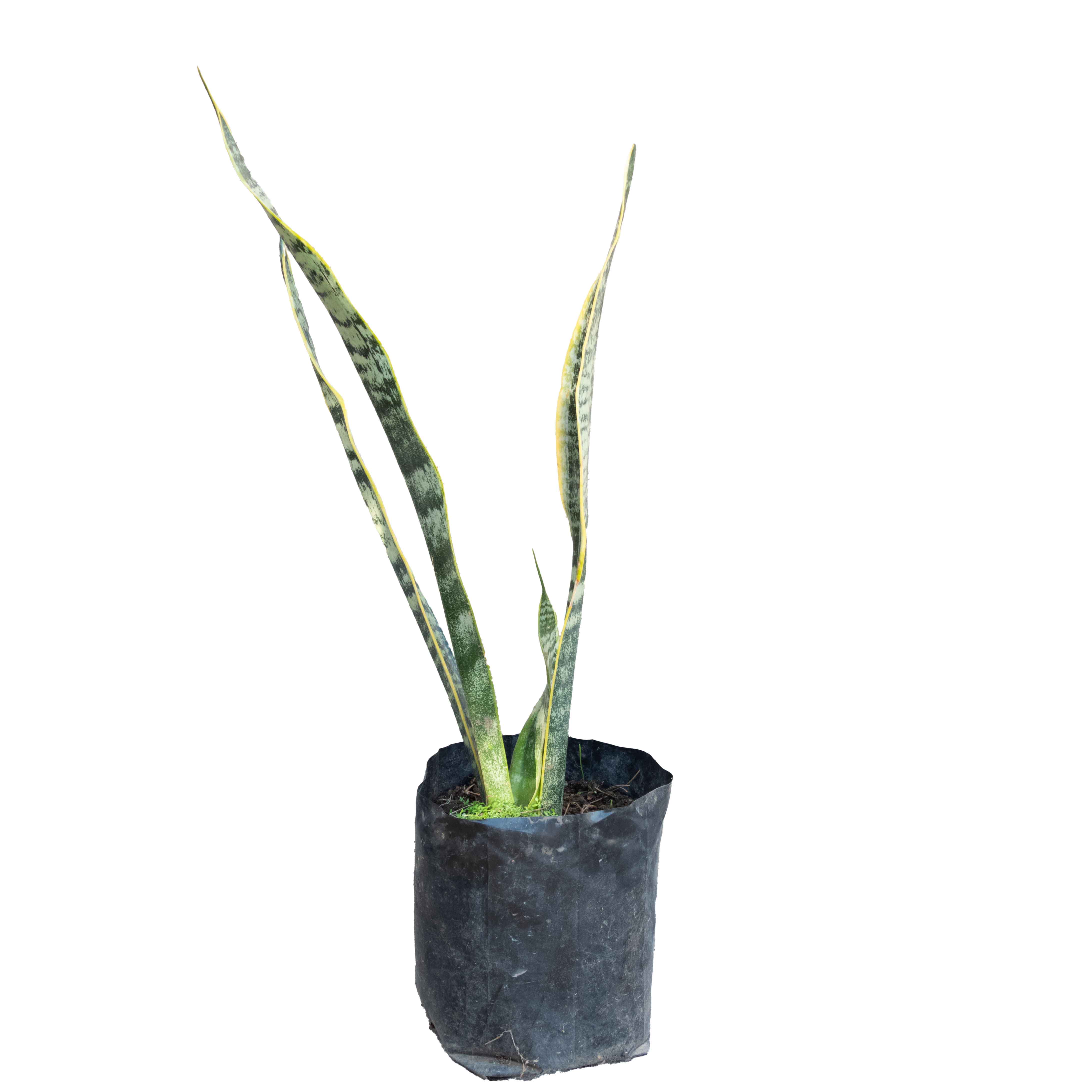 SANSEVIERIA (LENGUA DE SUEGRA) CHICA