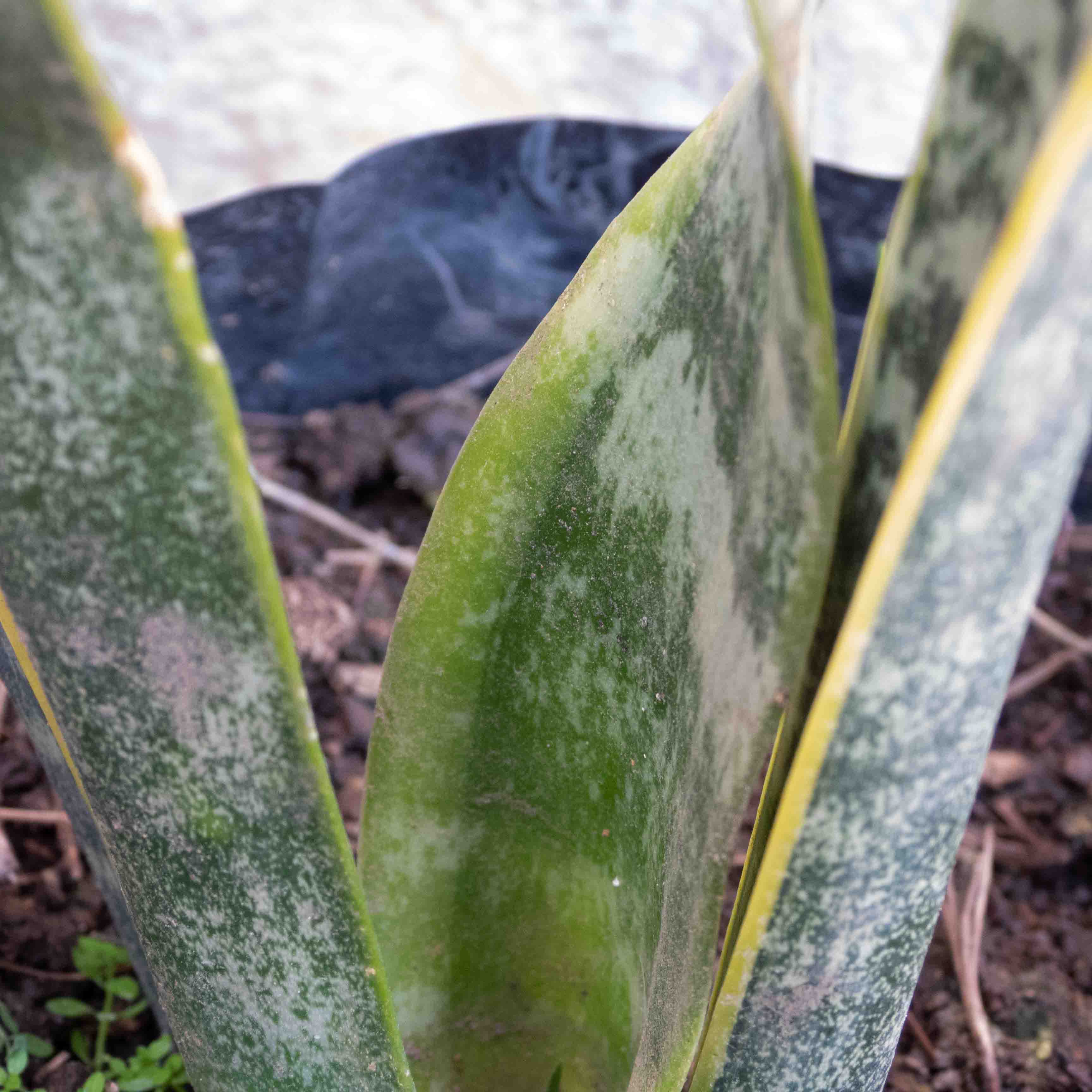 SANSEVIERIA (LENGUA DE SUEGRA) CHICA