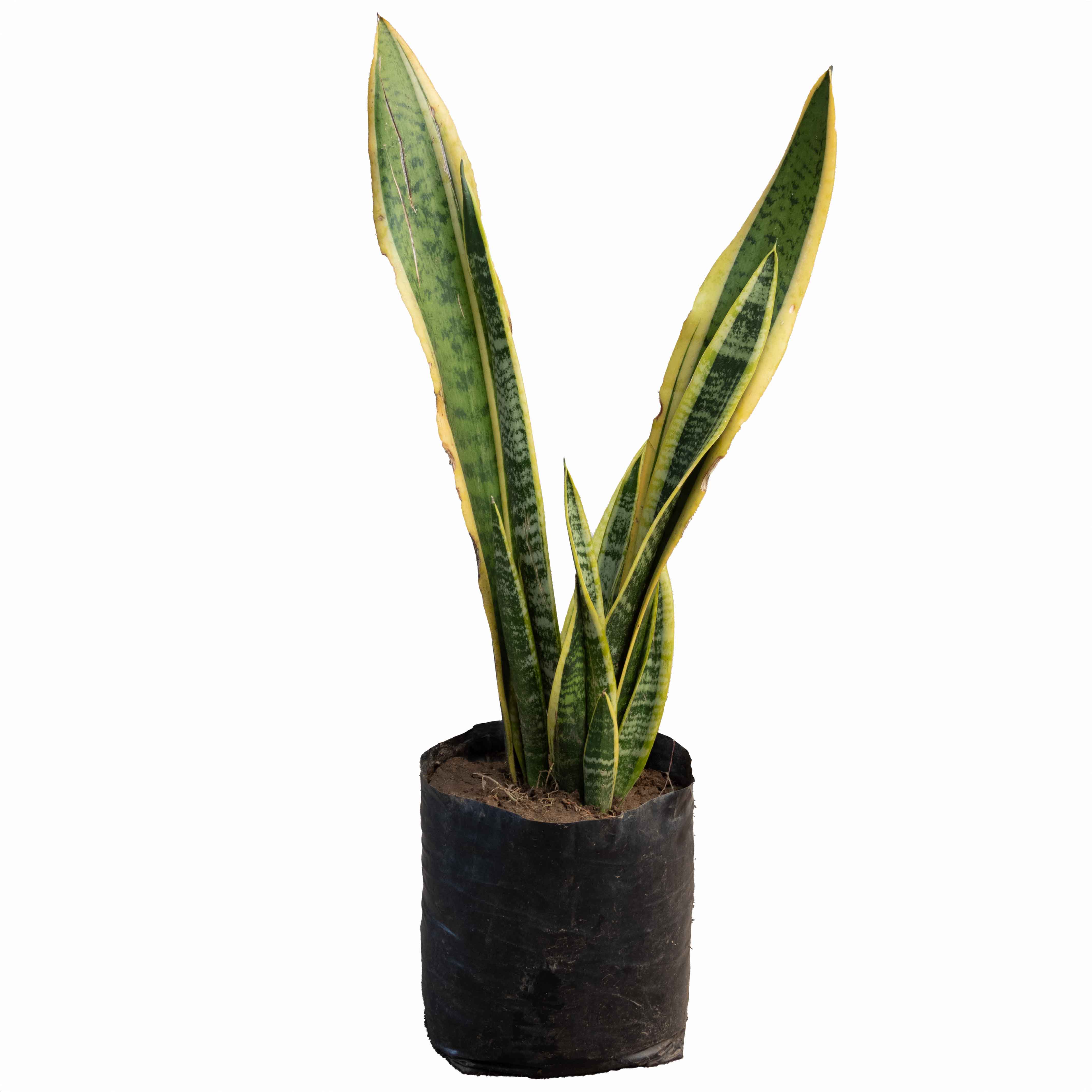 SANSEVIERIA (LENGUA DE SUEGRA) GRANDE