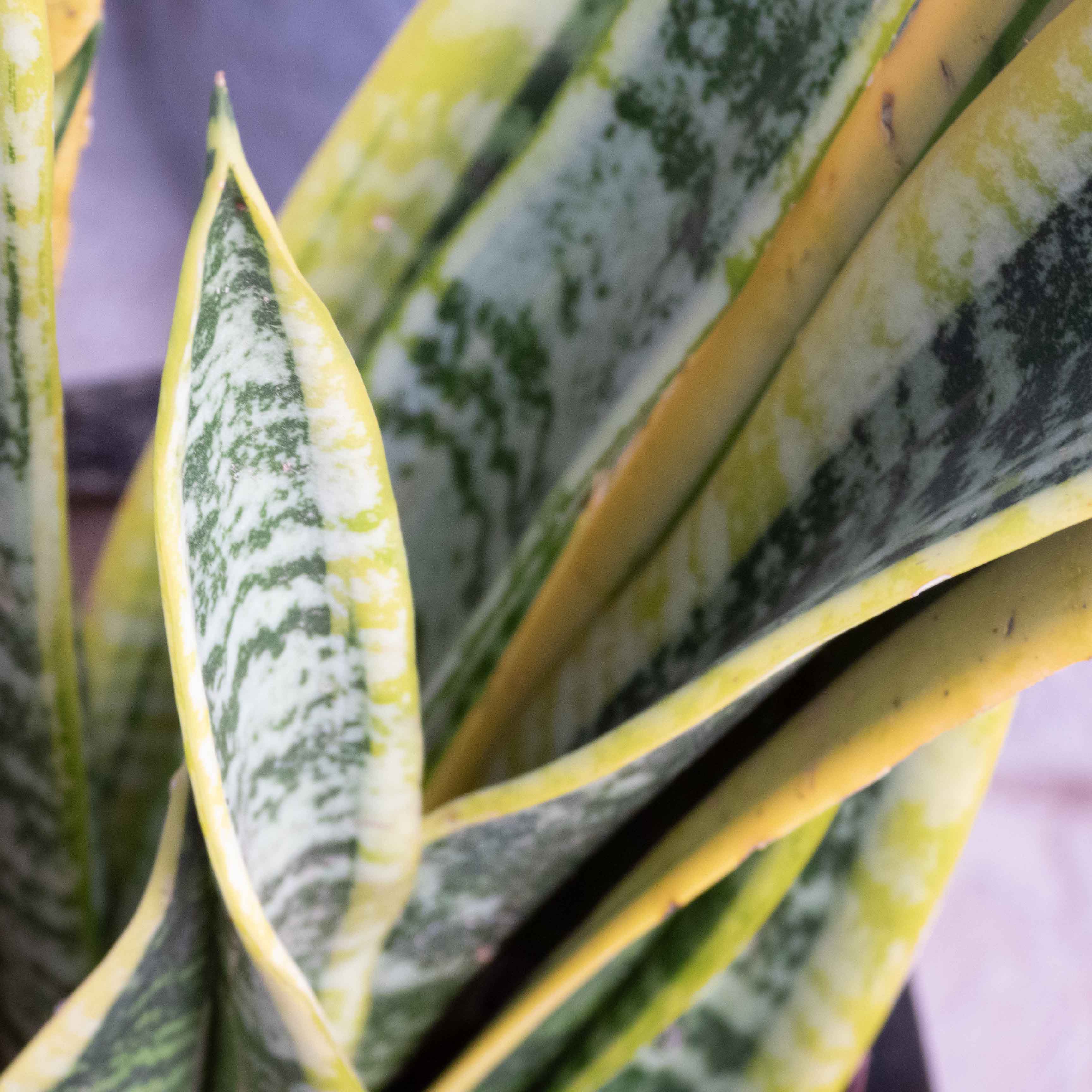 SANSEVIERIA (LENGUA DE SUEGRA) GRANDE