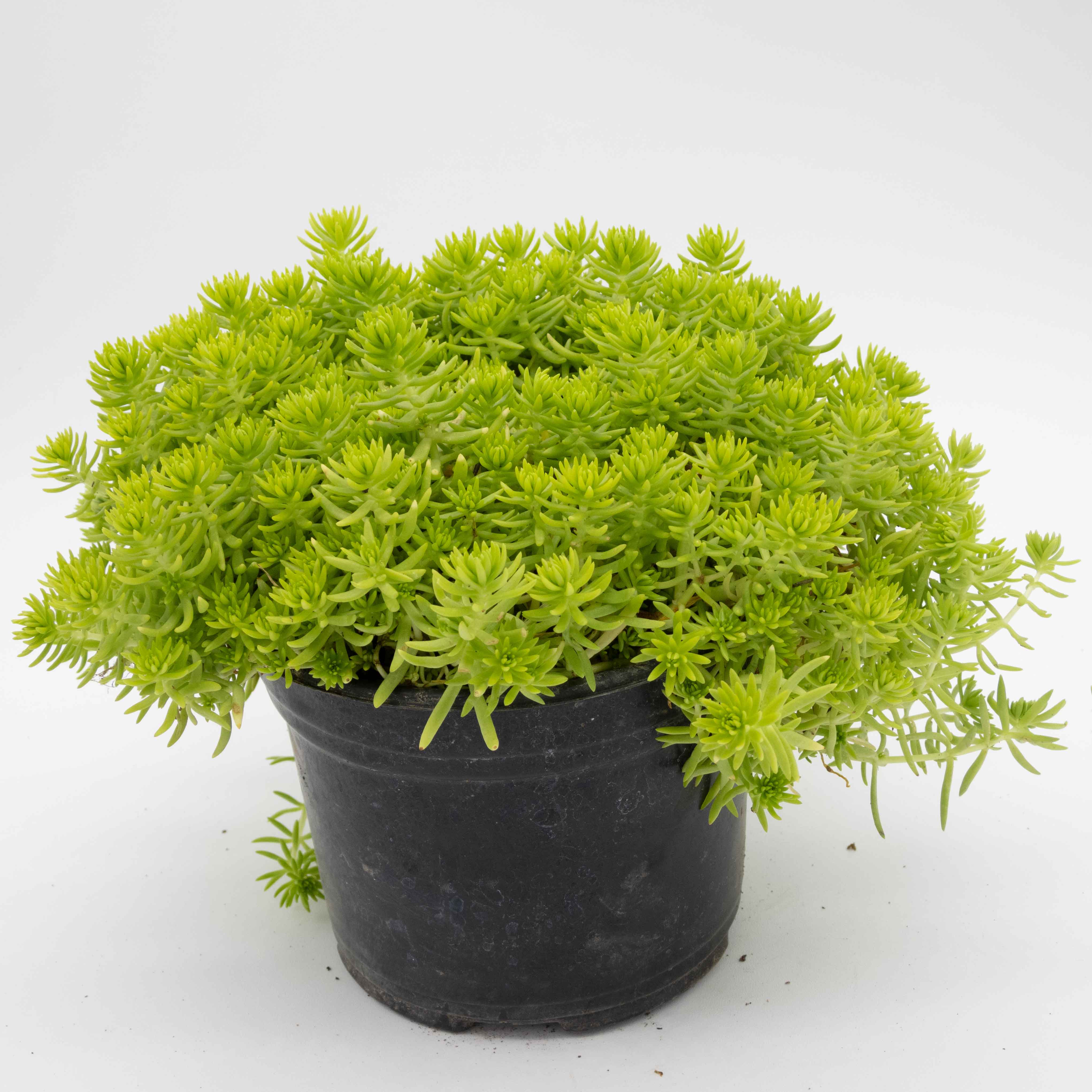 SEDUM