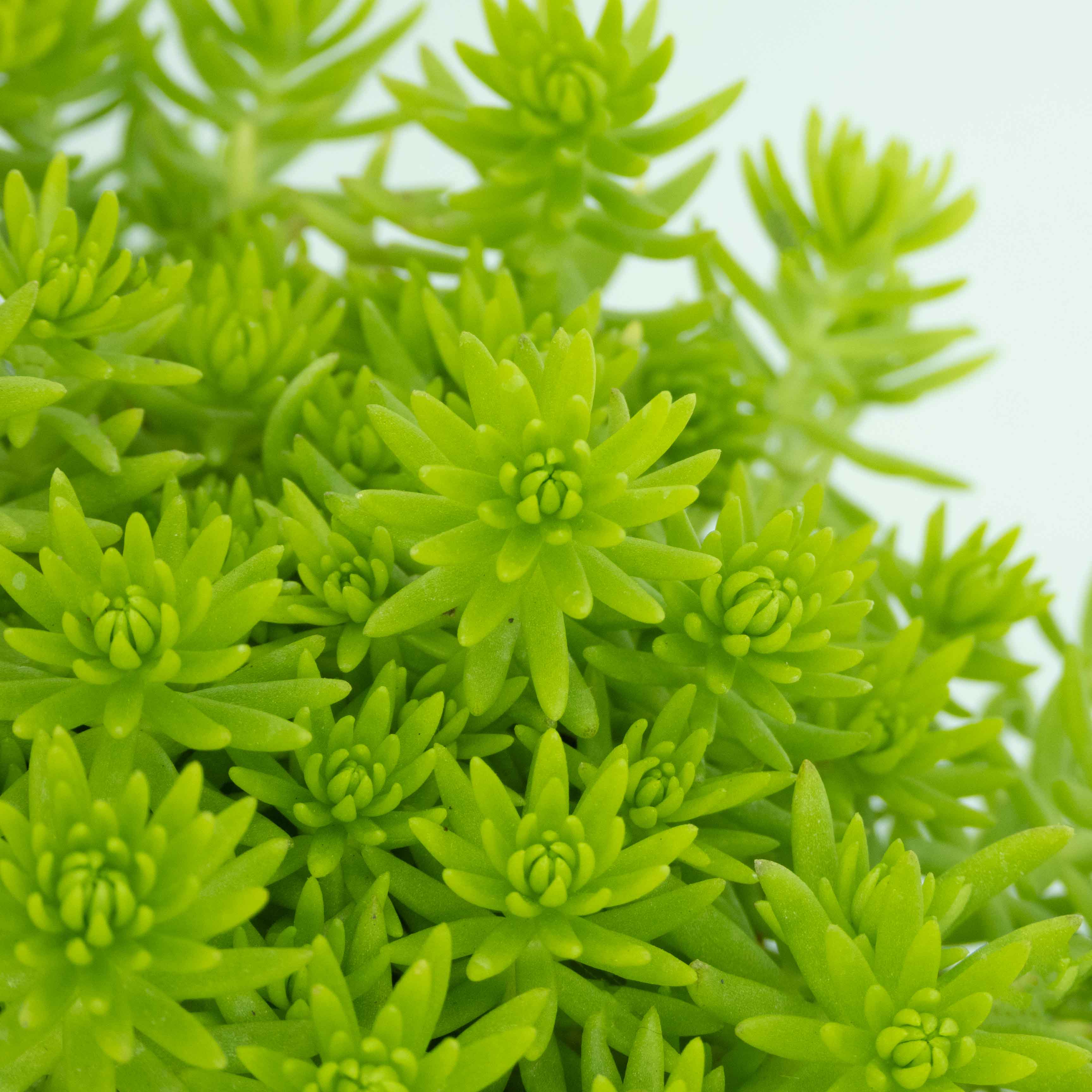 SEDUM