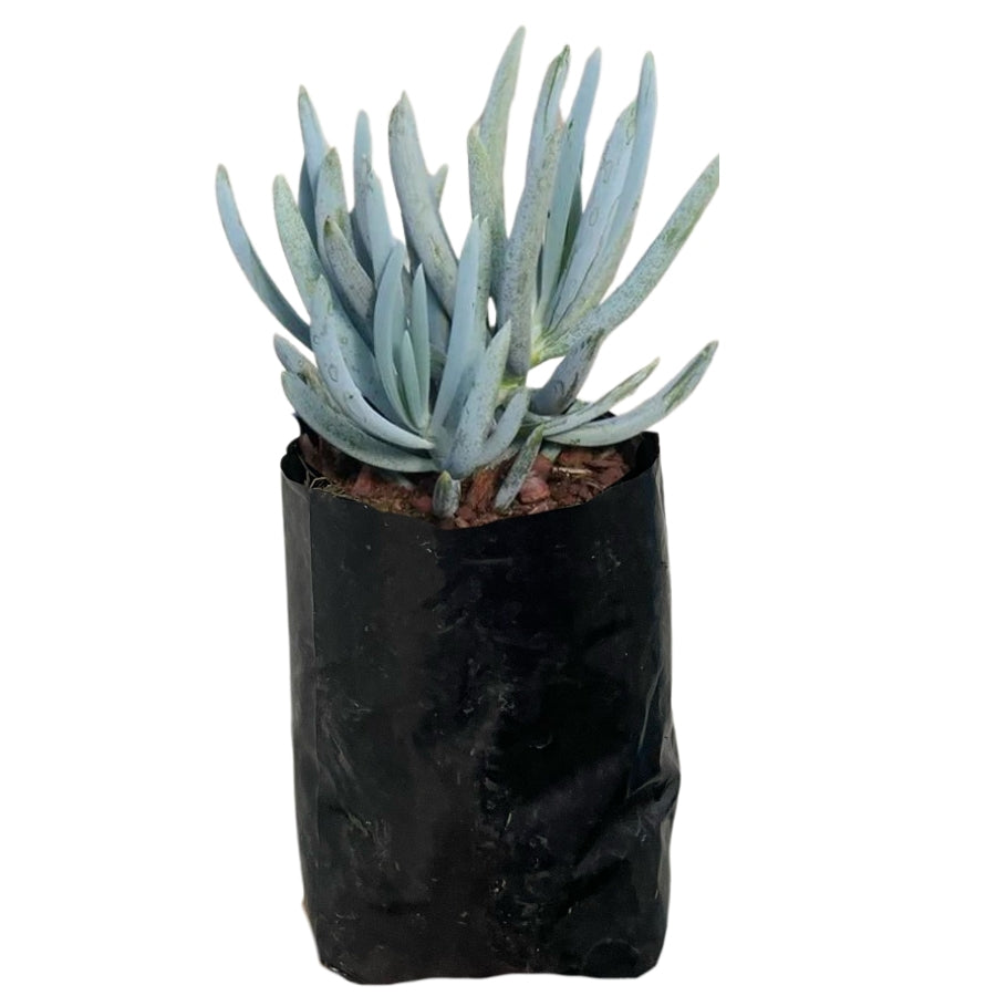 SENECIO AZUL