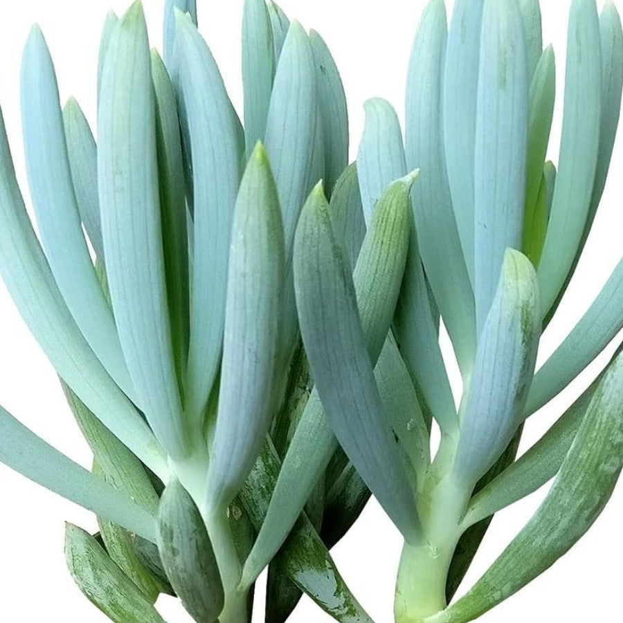 SENECIO AZUL