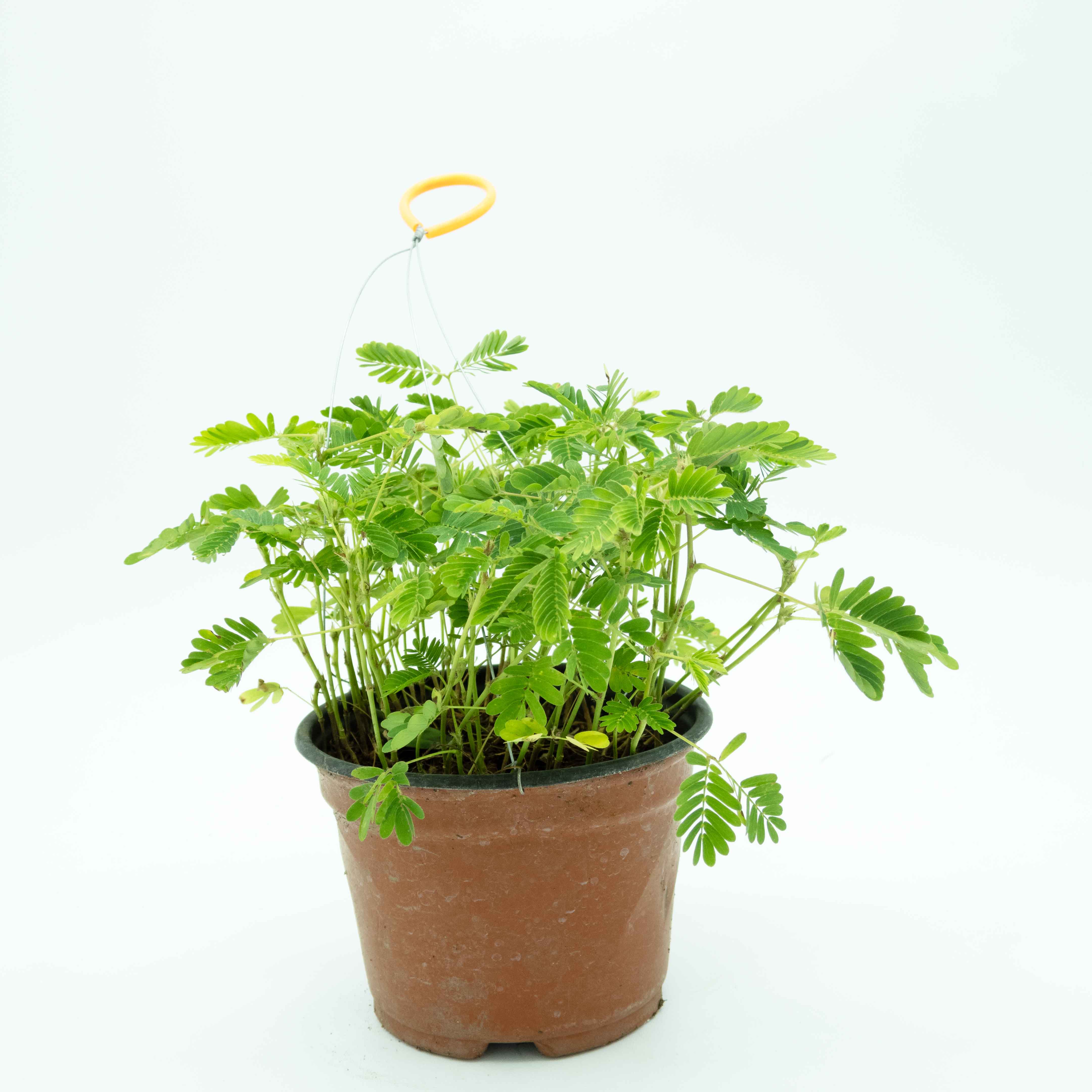 MIMOSA SENSITIVA (DORMILONA)