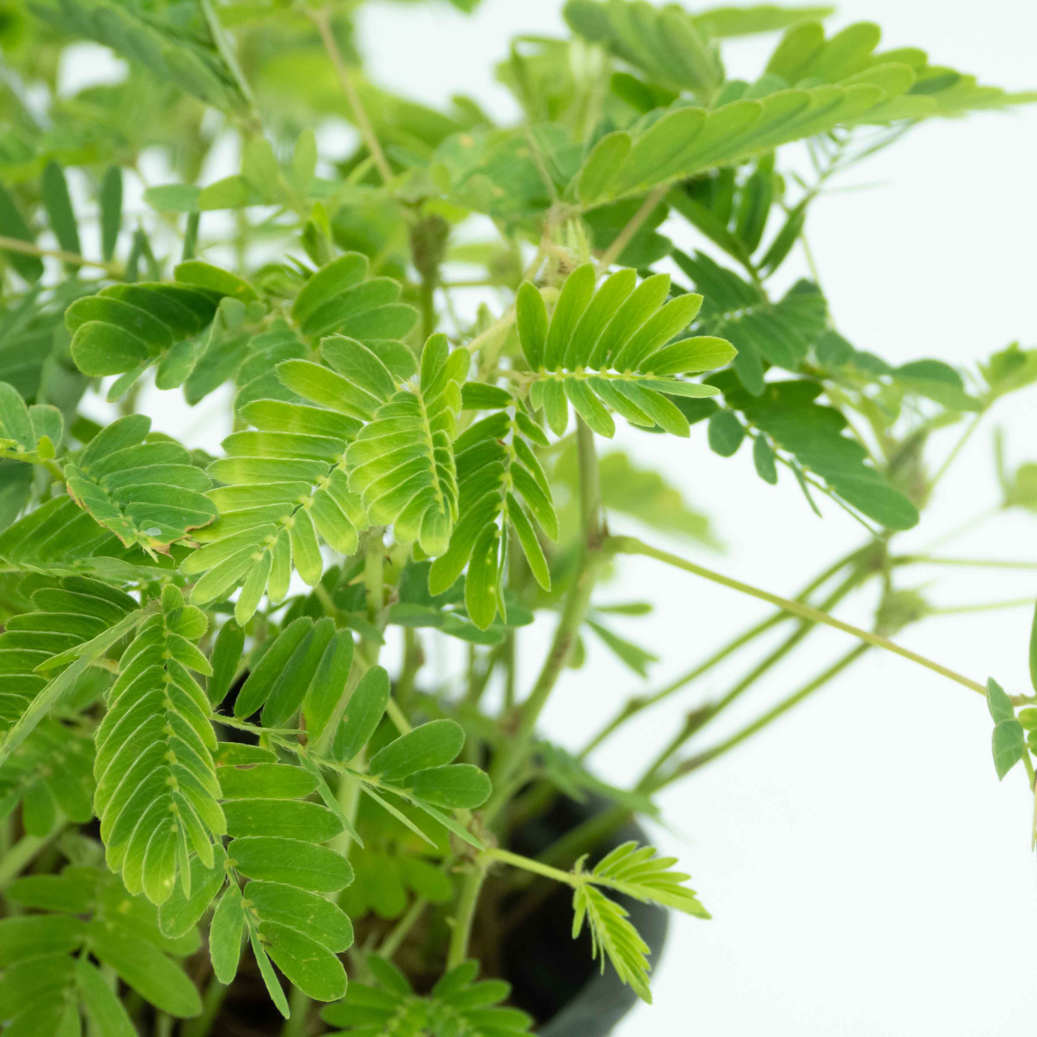 MIMOSA SENSITIVA (DORMILONA)