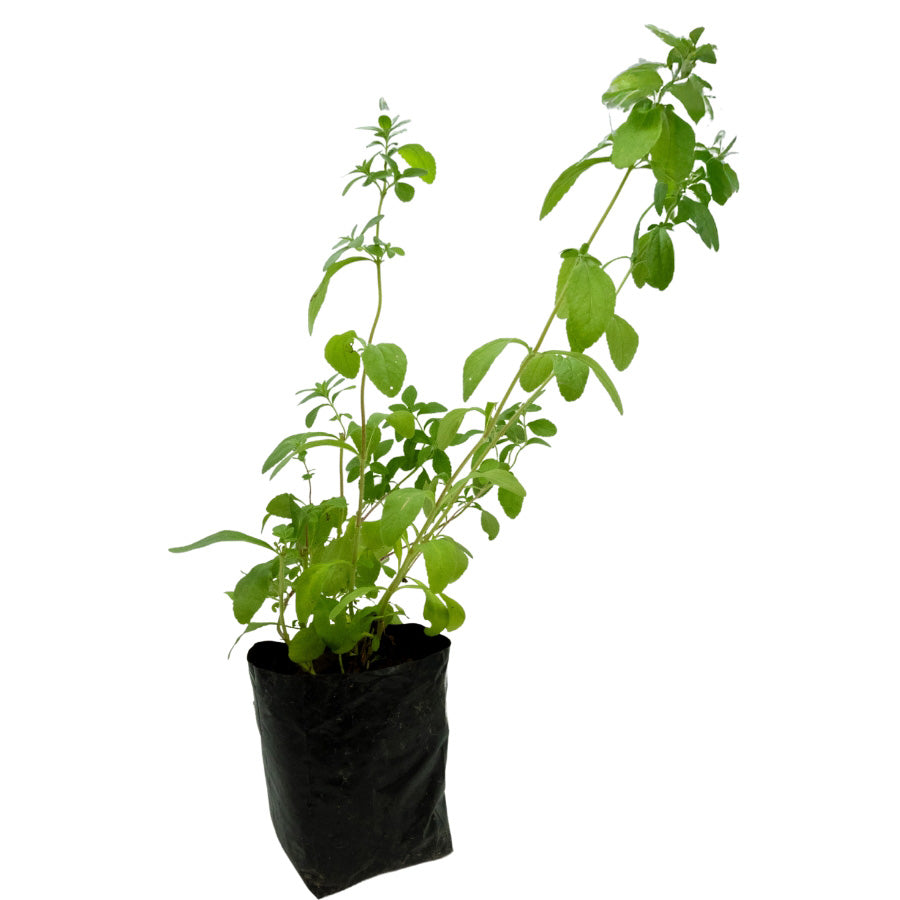 STEVIA
