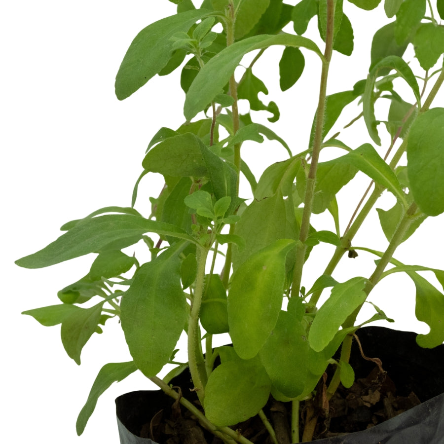 STEVIA