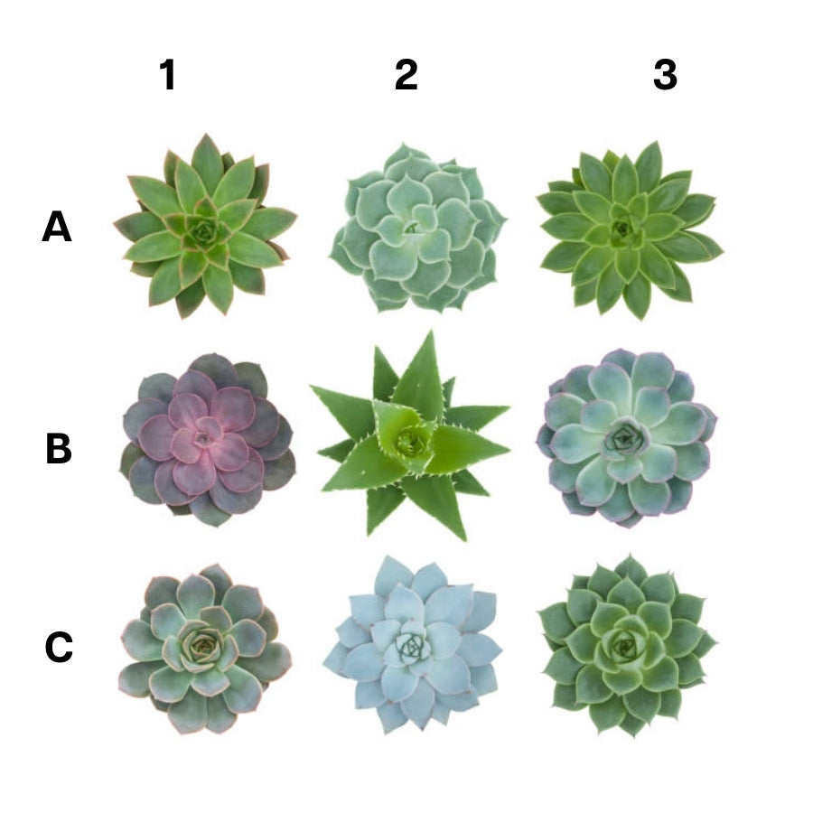 SUCULENTA MEDIANA