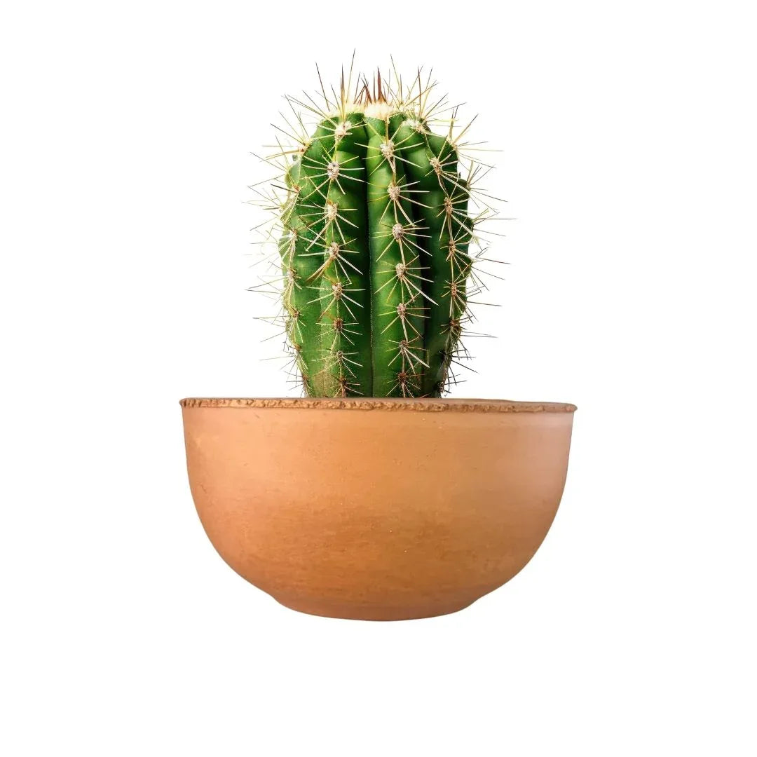 MACETA BARRO NATURAL T12 - Vivero Yañez 