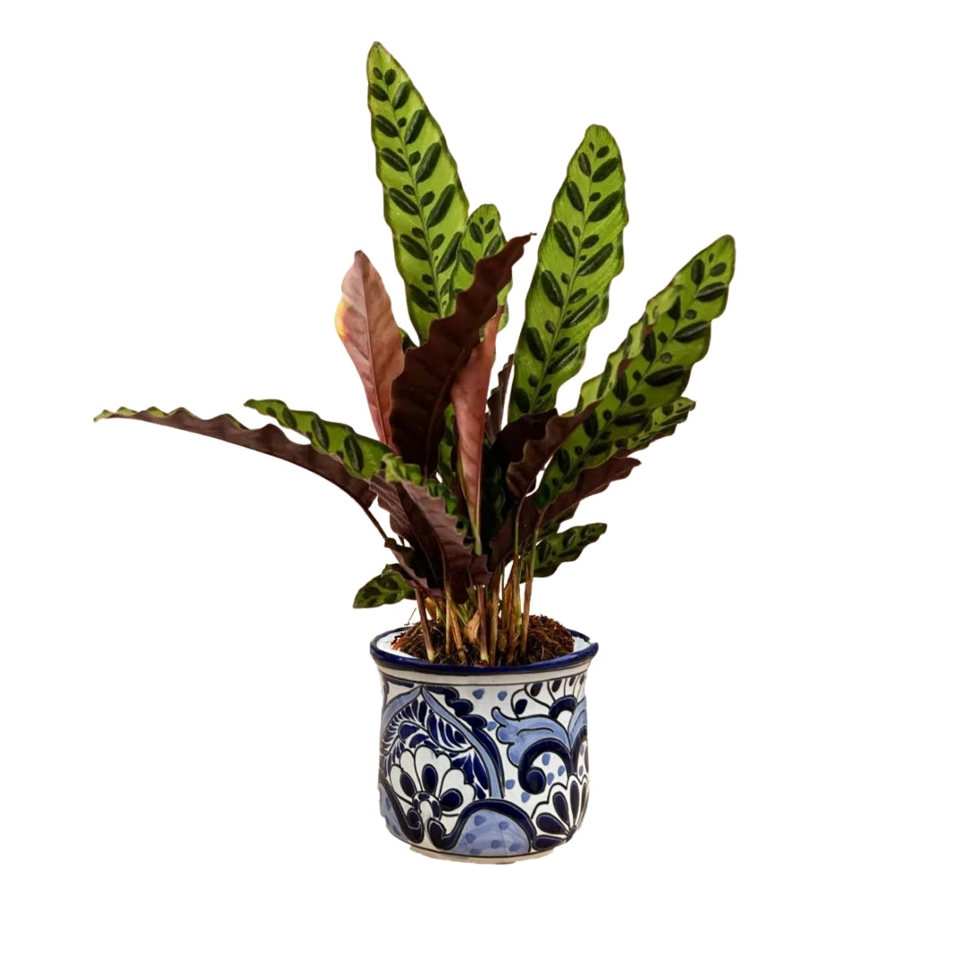MACETA DE CERAMICA TALAVERA GRANDE