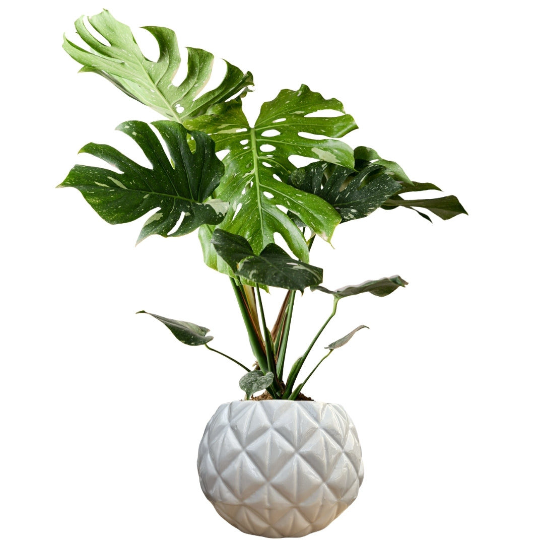 MACETA DE CERAMICA TEBANO