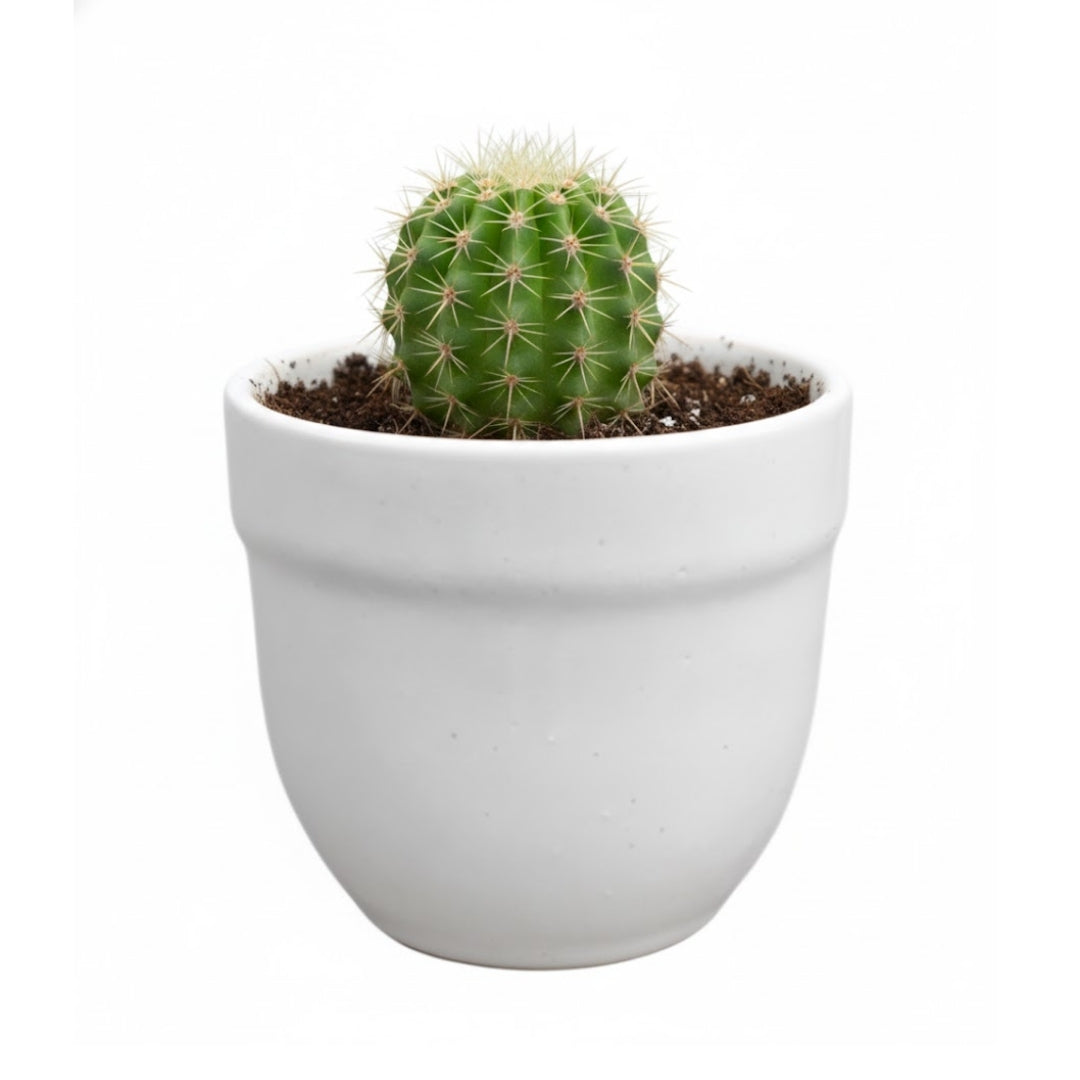 MACETA DE CERAMICA TESSERA MEDIANO