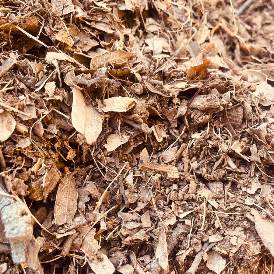 TIERRA DE HOJA (BT)