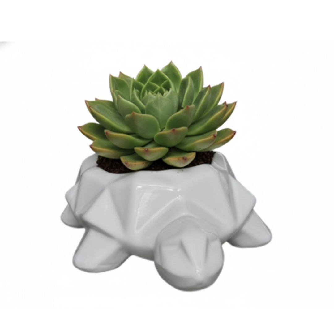 MACETA DE CERAMICA TORTUGA