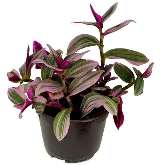 TRADESCANTIA (CRISTAL)