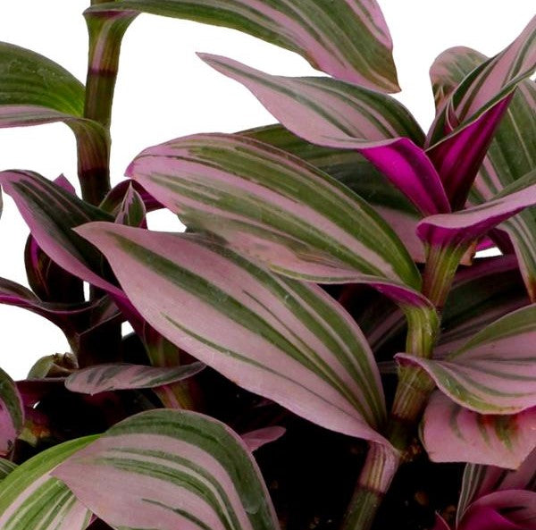 TRADESCANTIA (CRISTAL)