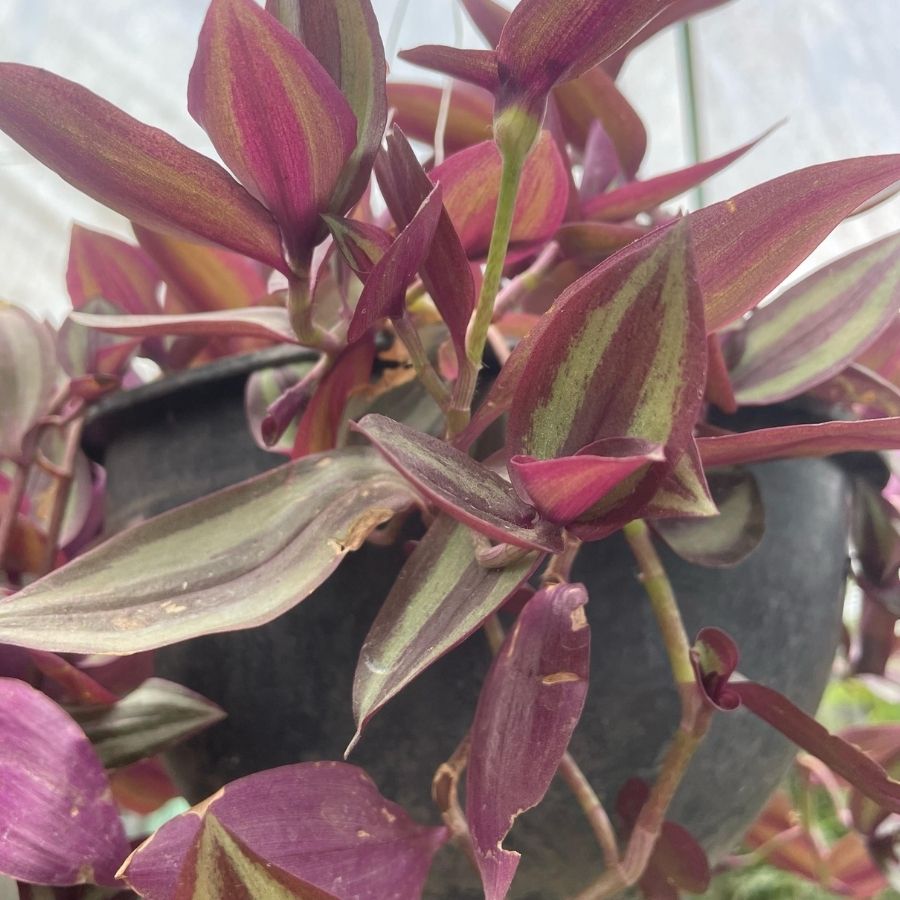 TRADESCANTIA (CRISTAL) COLGANTE