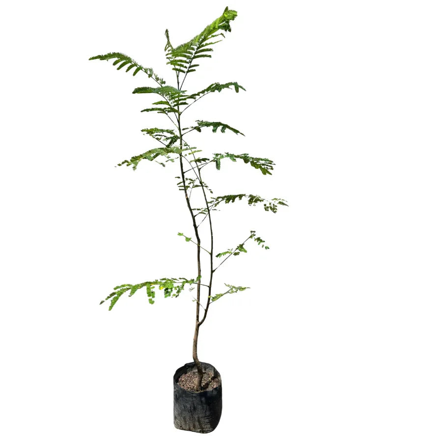 ARBOL TABACHIN (FRAMBOYAN) MEDIANO - Vivero Yañez 