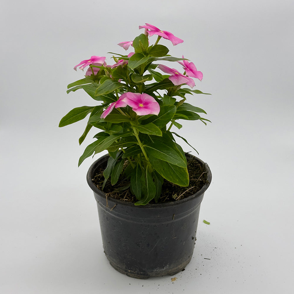 TERESA (VINCA)