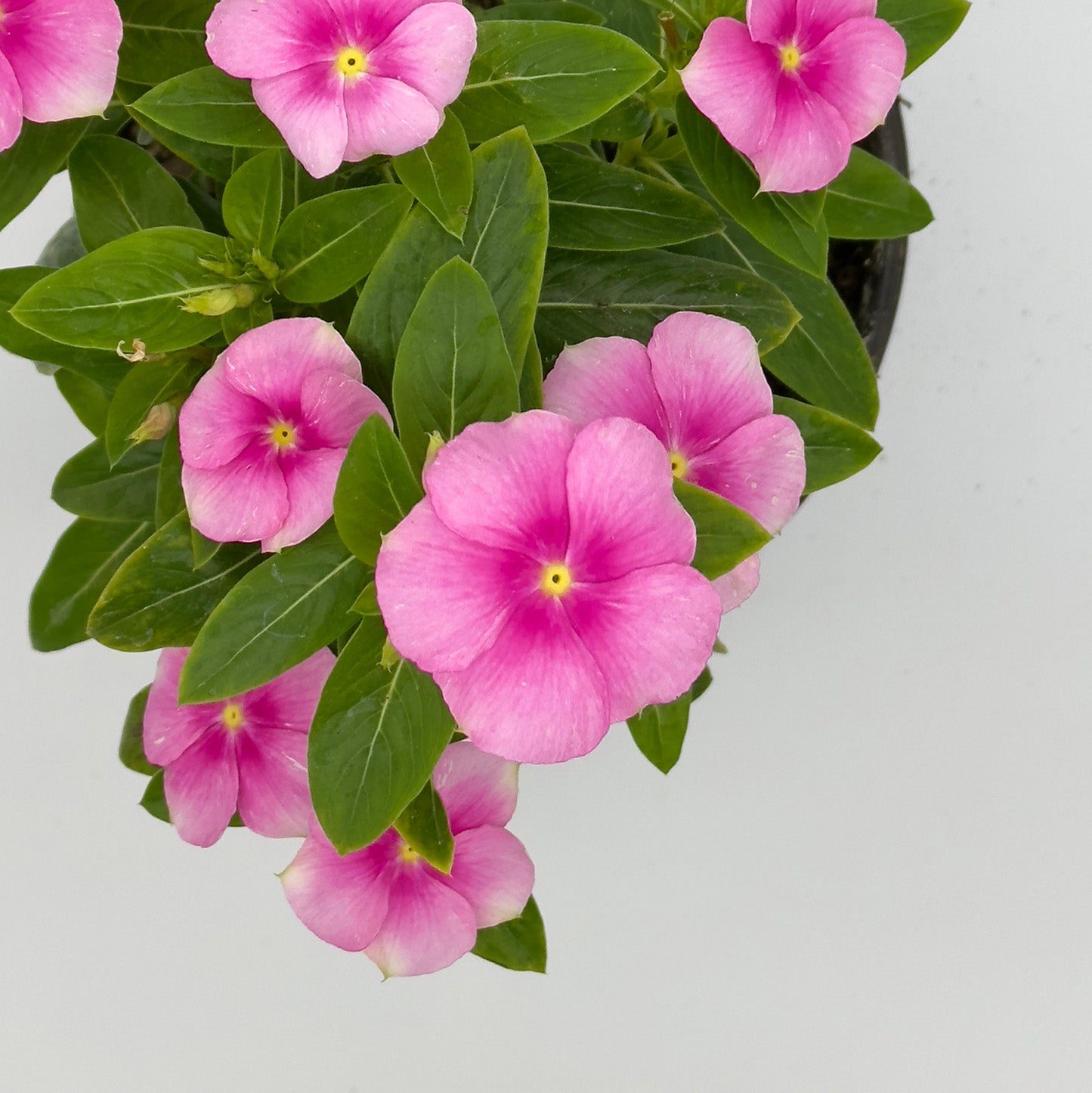 TERESA (VINCA)