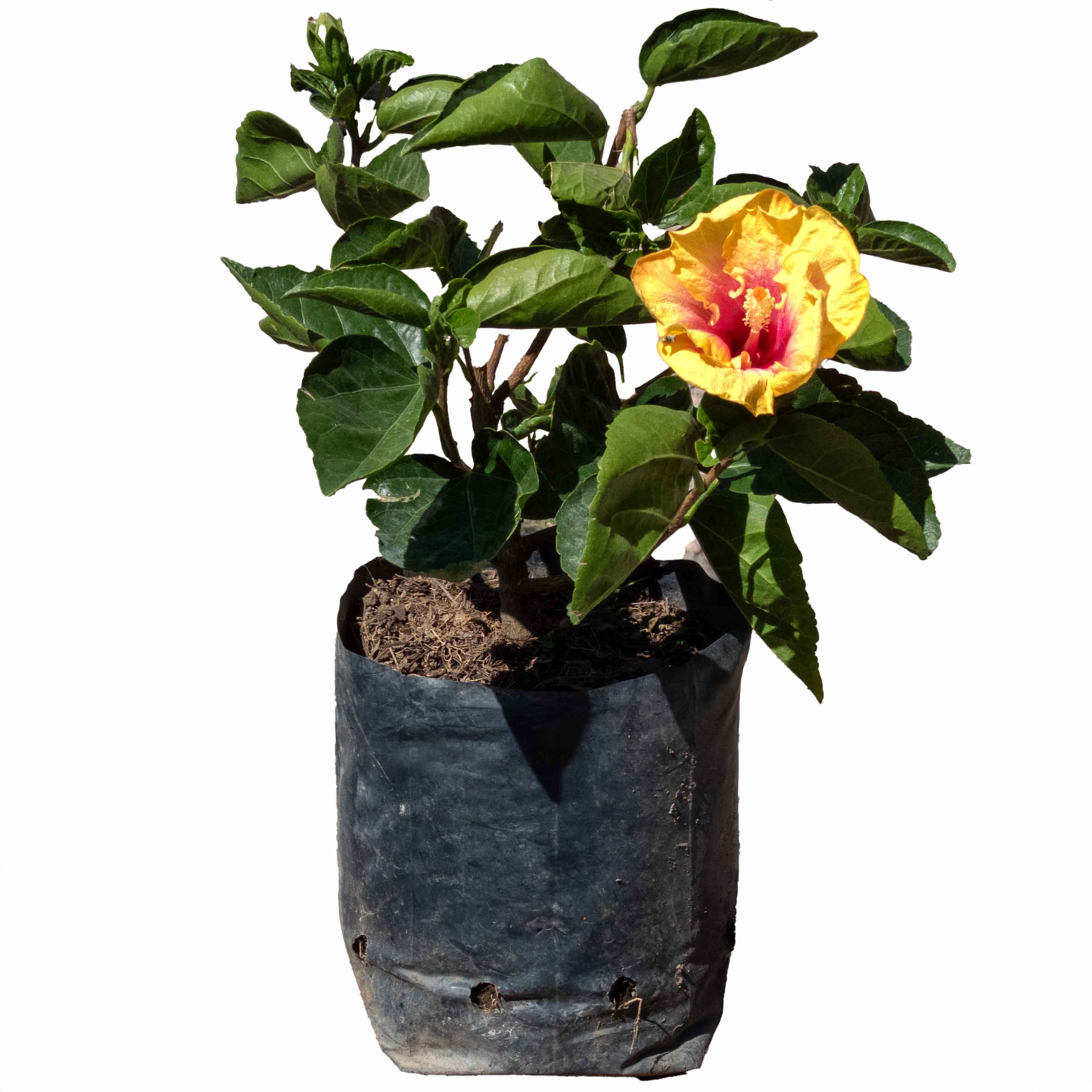 TULIPAN MEXICANO (HIBISCUS)