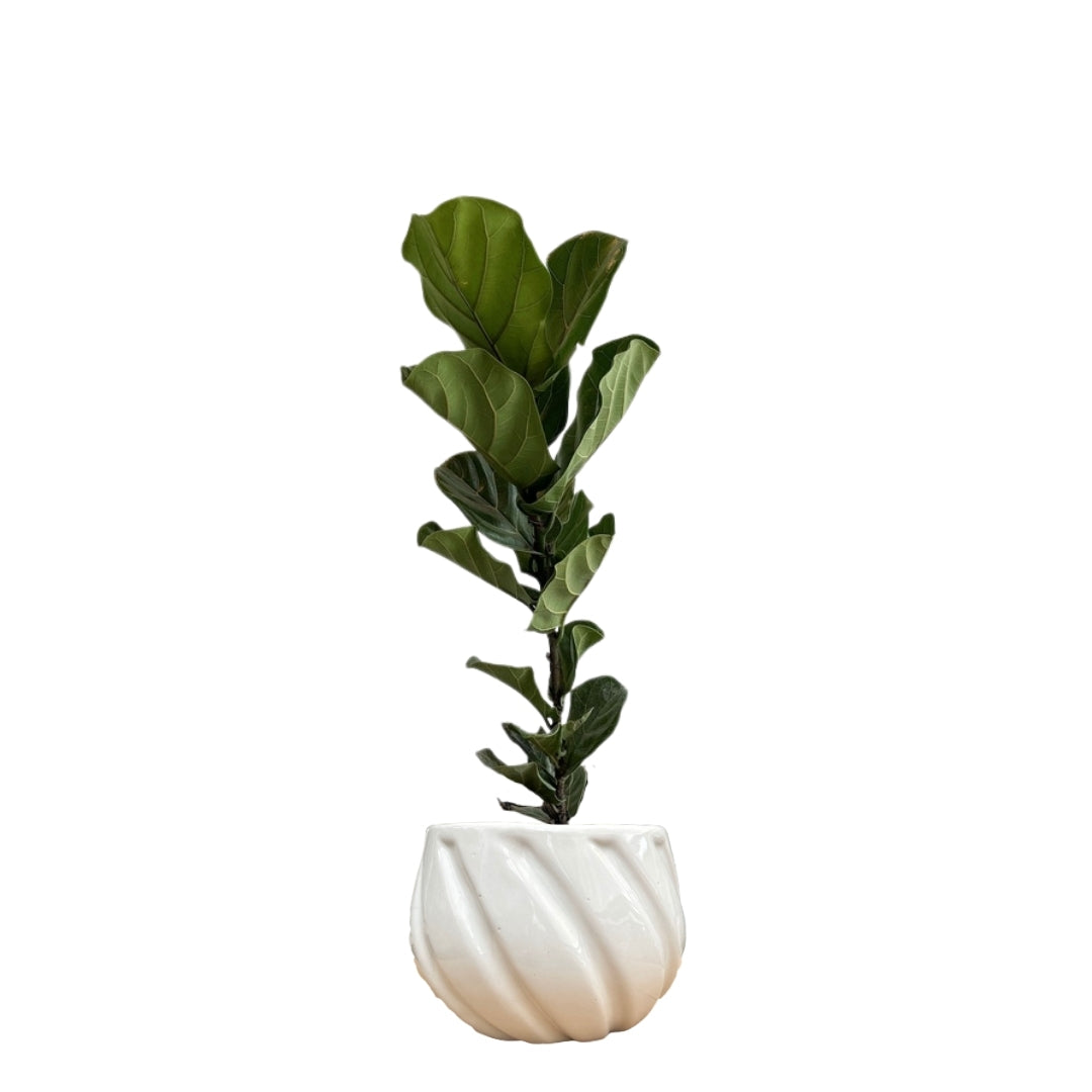MACETA DE CERAMICA VENUS