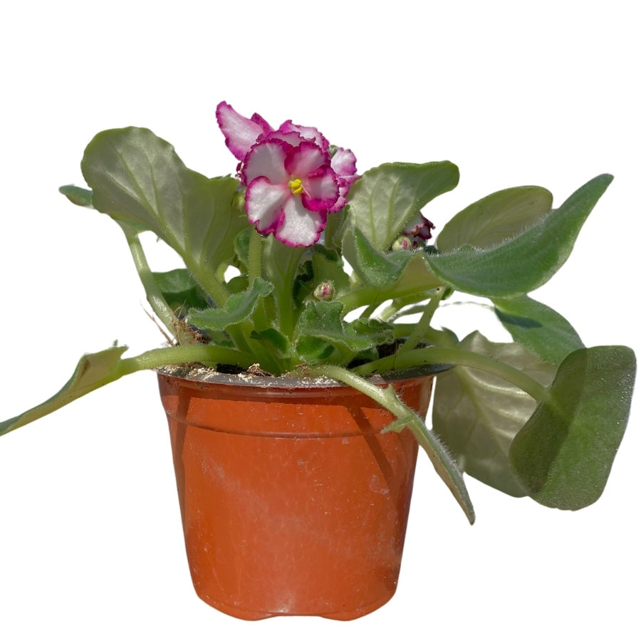 VIOLETA AFRICANA MINI