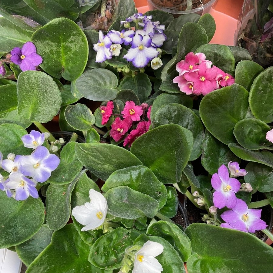 VIOLETA AFRICANA MINI