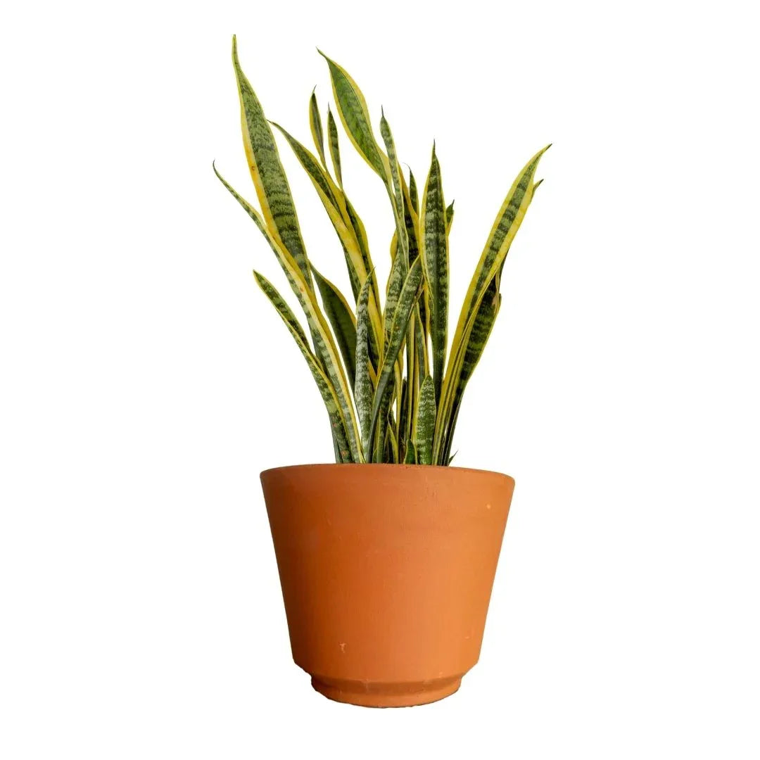 MACETA BARRO NATURAL VS40 - Vivero Yañez 