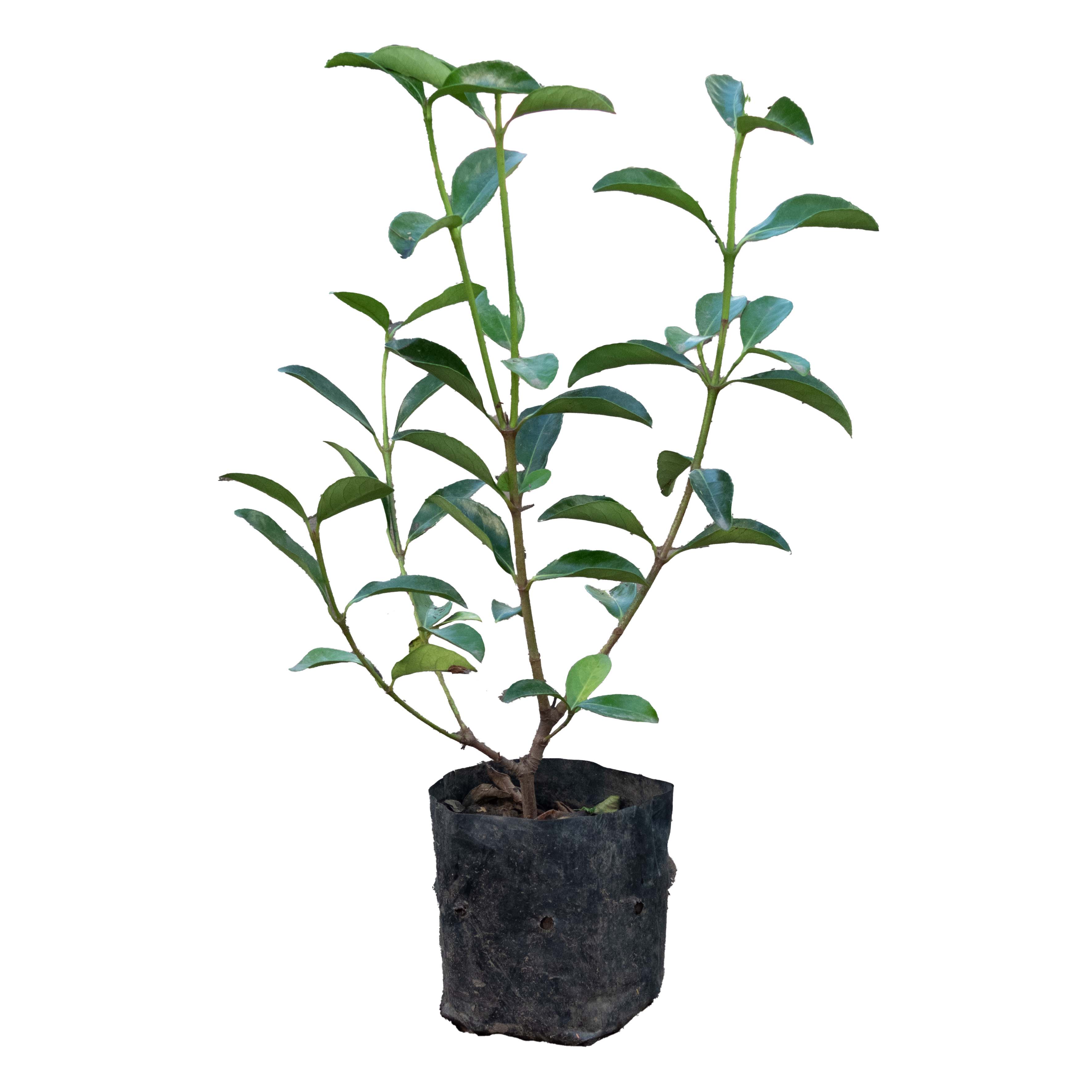 VIBURNIO LUCIDO CHICO