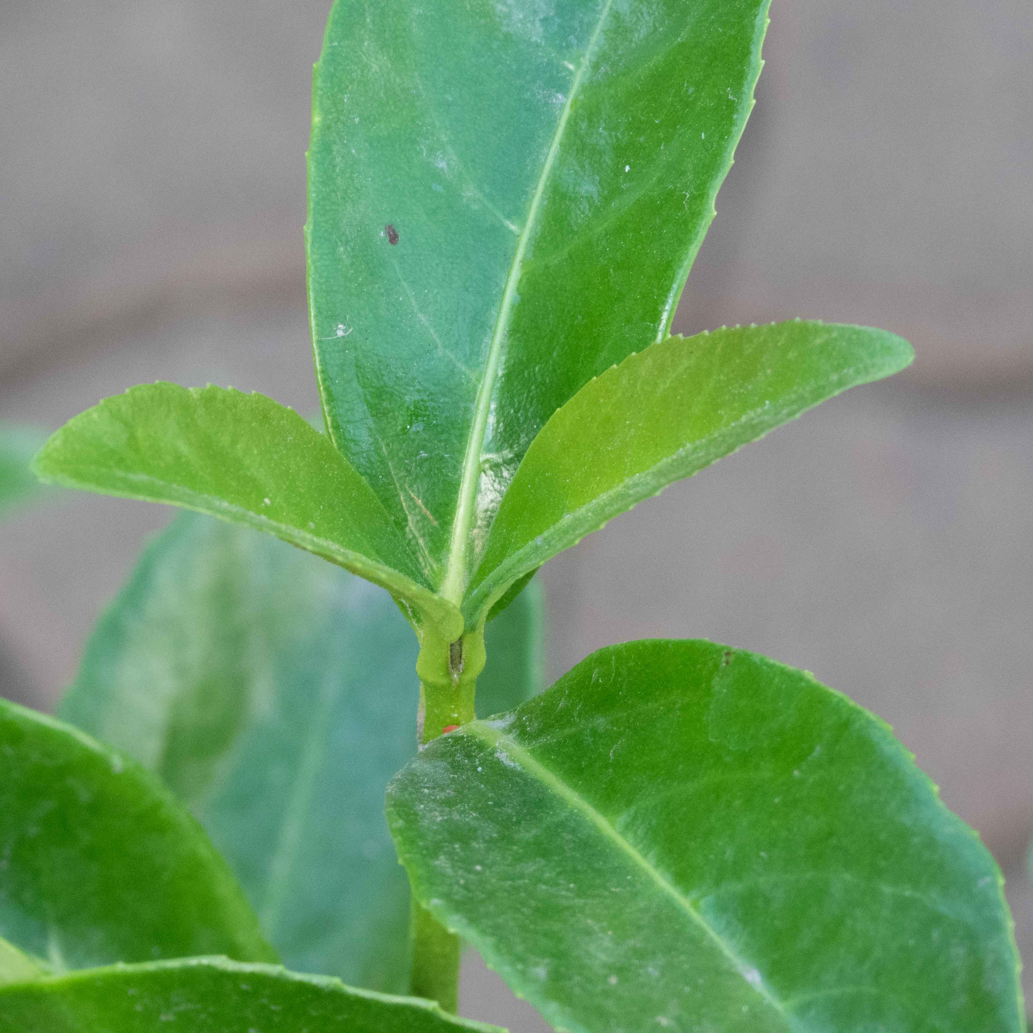 VIBURNIO LUCIDO CHICO