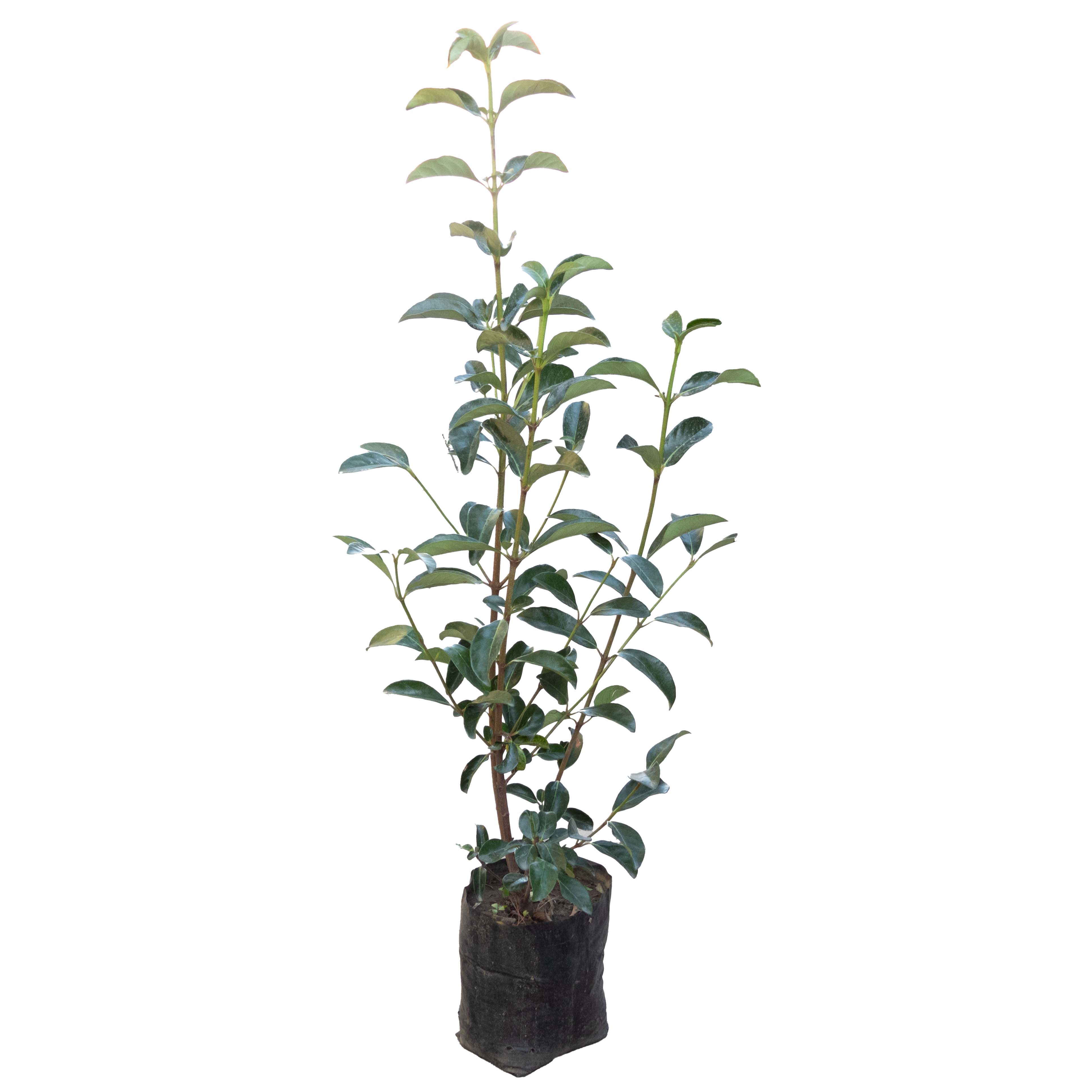 VIBURNIO LUCIDO GRANDE