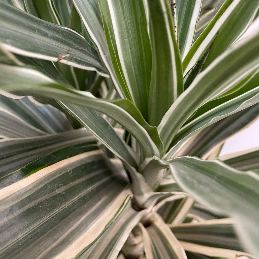 WARNEKI (DRACENA LIMON)